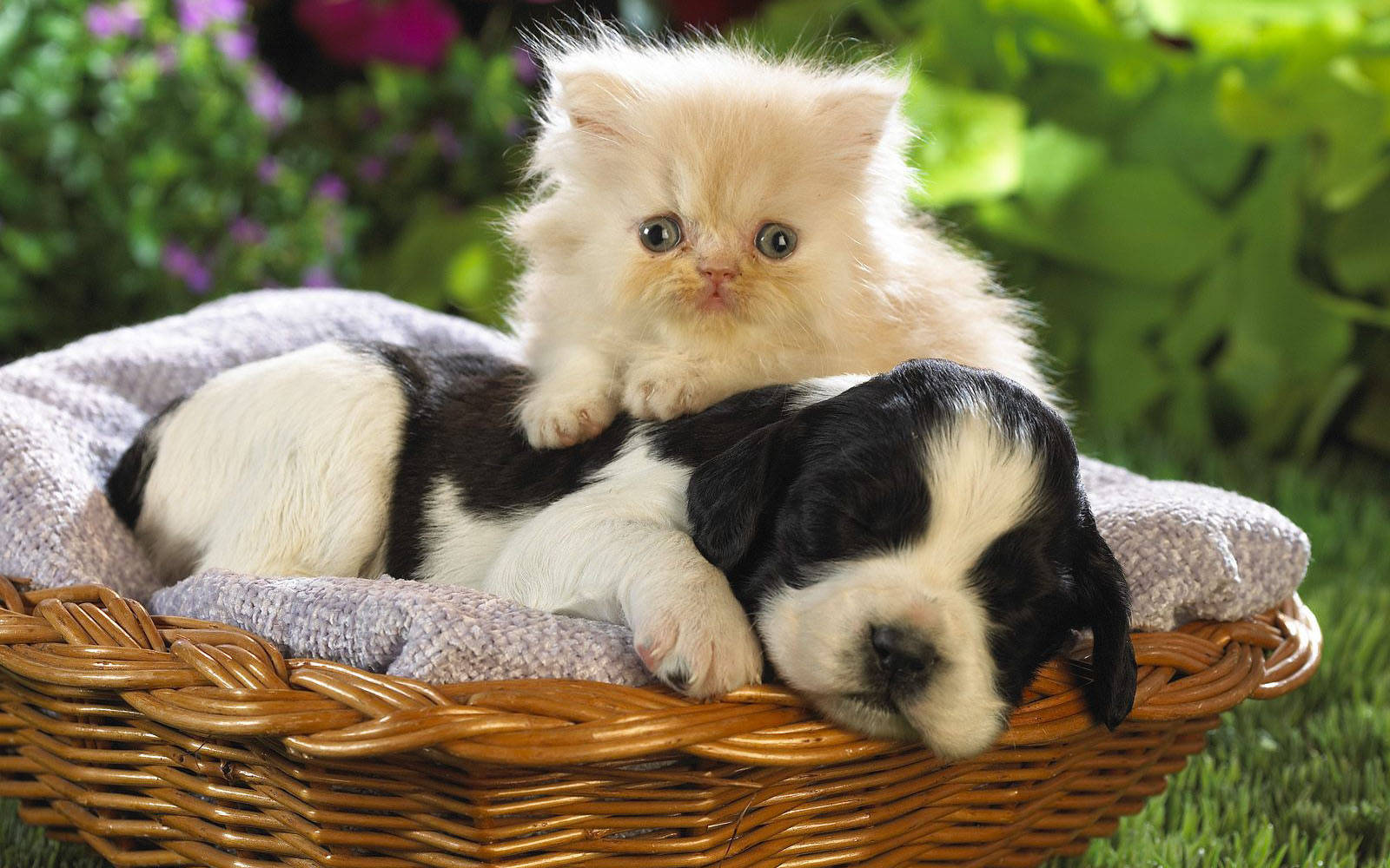 fluffy cream kitten, sleeping black and white puppy, wicker basket, HD Desktop Wallpaper