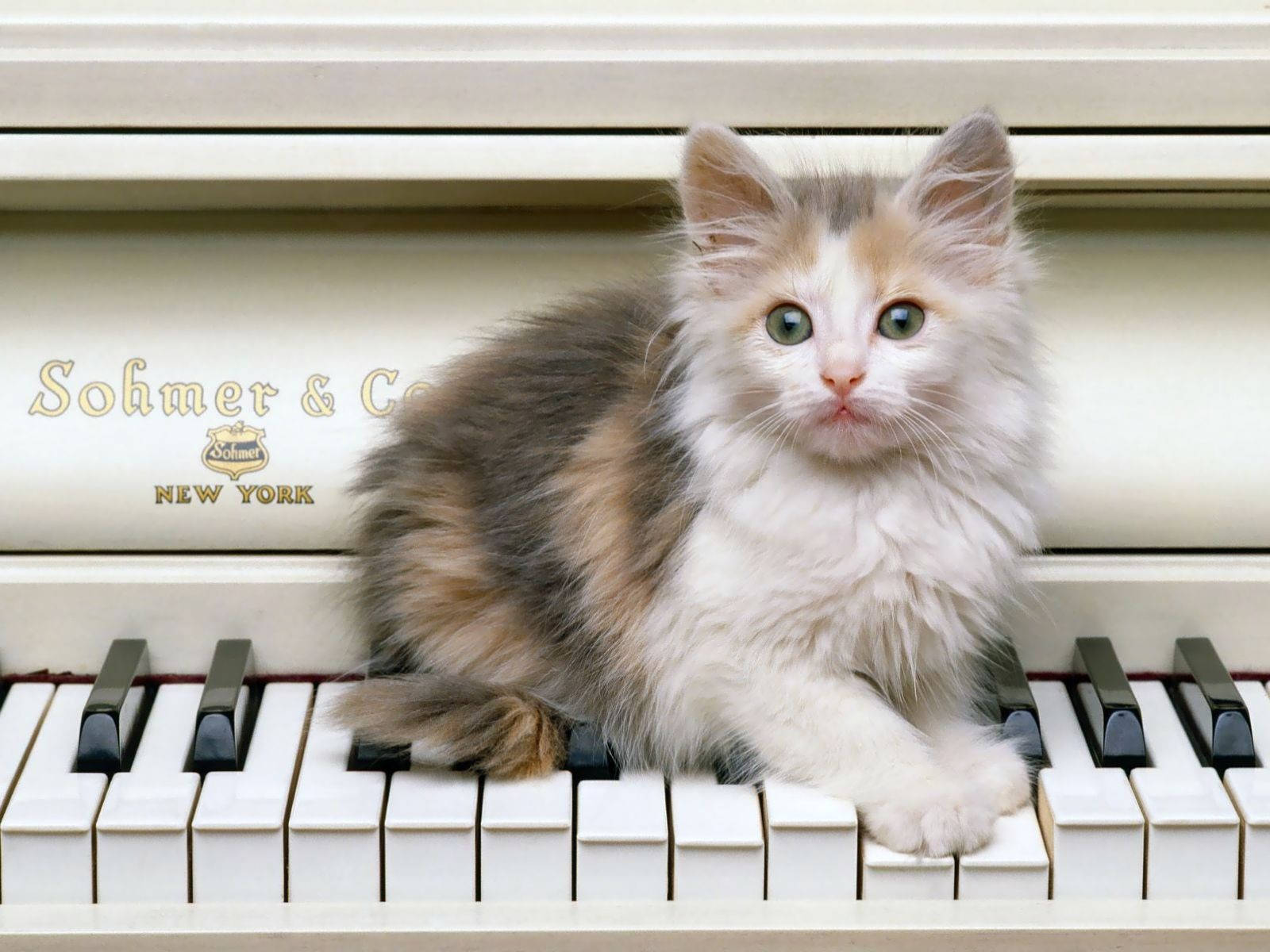 cute kitty, piano keys, white piano keyboard, HD Desktop Wallpaper