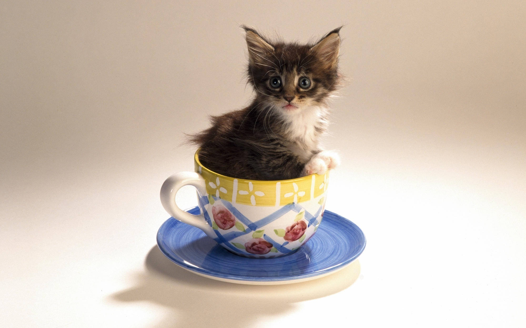 cute kitty, floral teacup, saucer, Full HD Desktop Wallpaper
