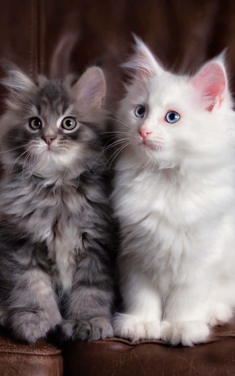 fluffy kittens, gray, white, HD Phone Wallpaper