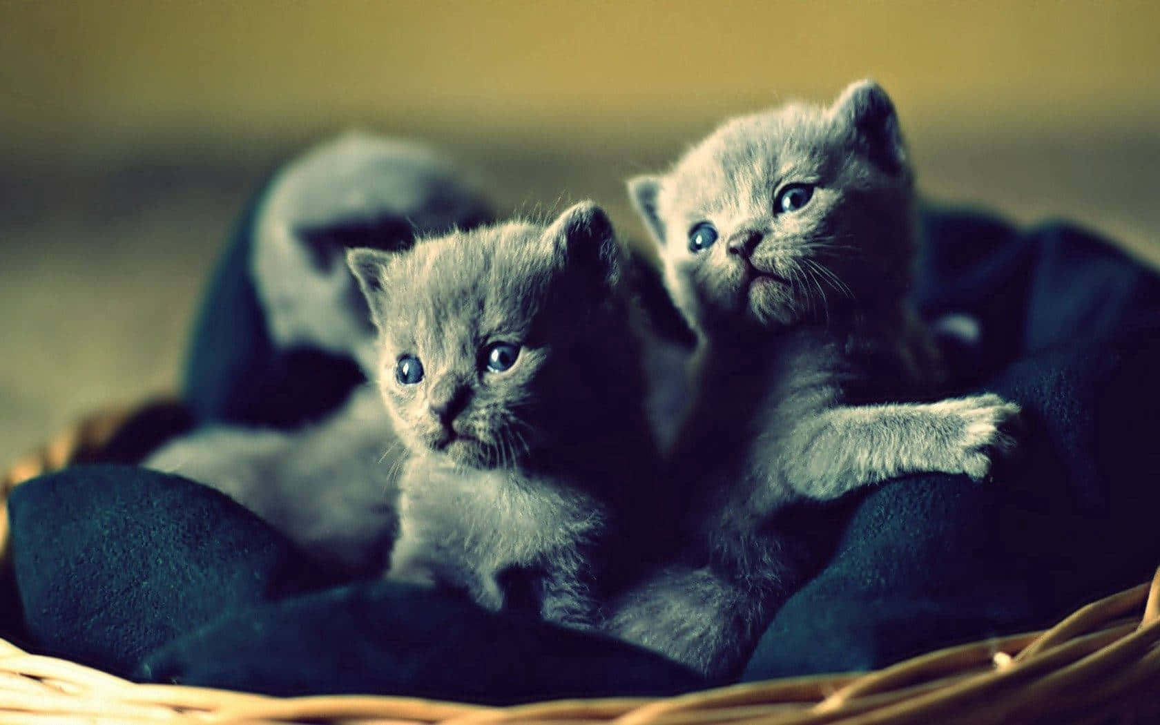 grey kittens, woven basket, wicker basket, HD Desktop Wallpaper