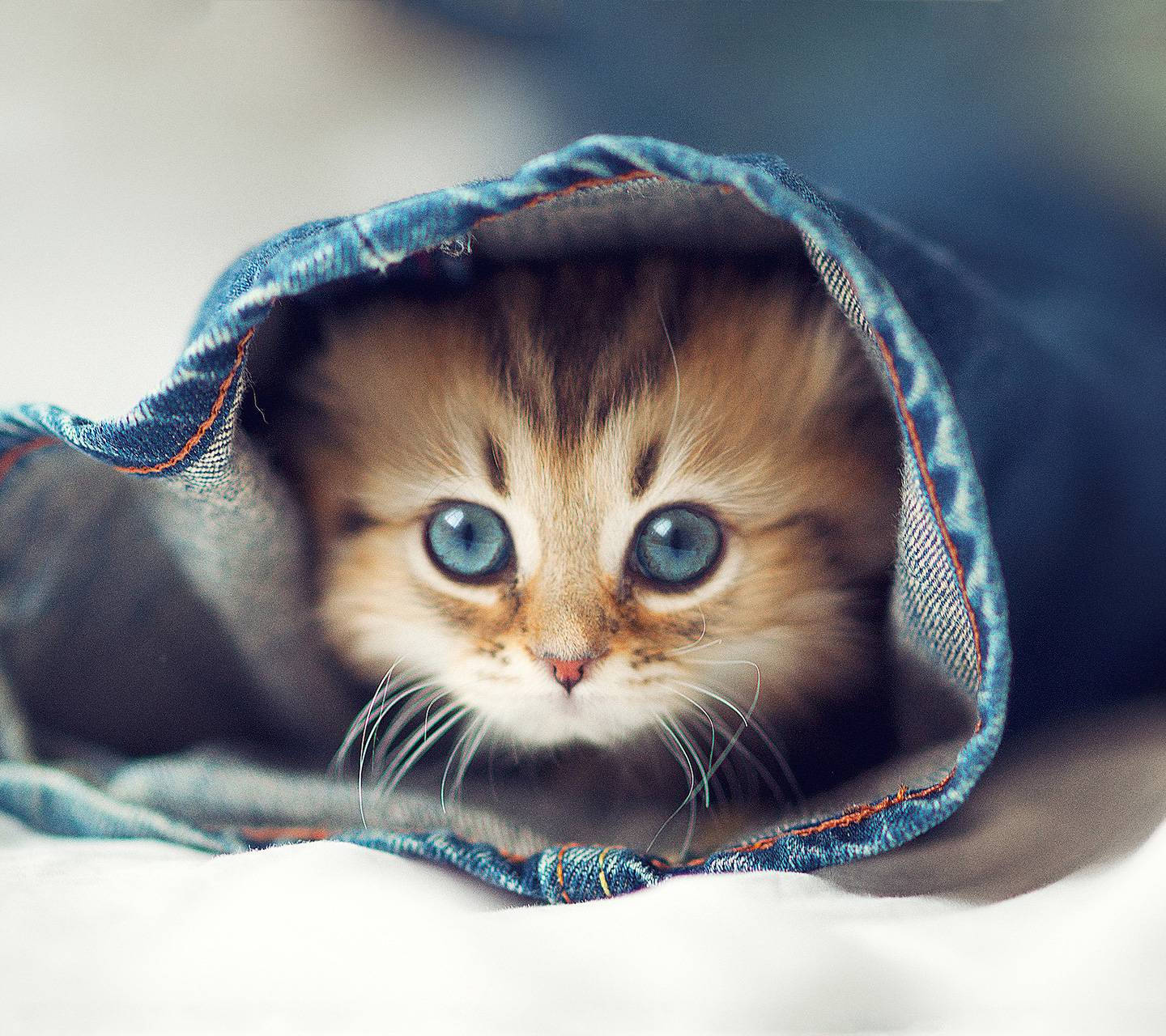 fluffy tabby kitten, striking blue eyes, denim pocket, HD Desktop Wallpaper