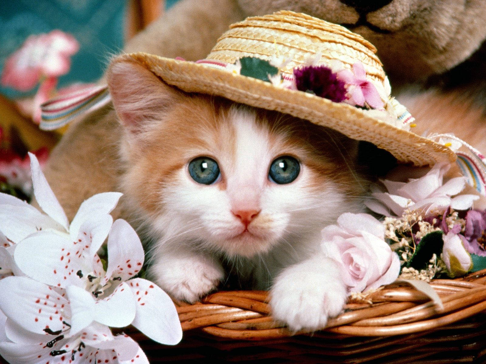 fluffy orange and white kitten, straw hat adorned with flowers, wicker basket, HD Desktop Wallpaper