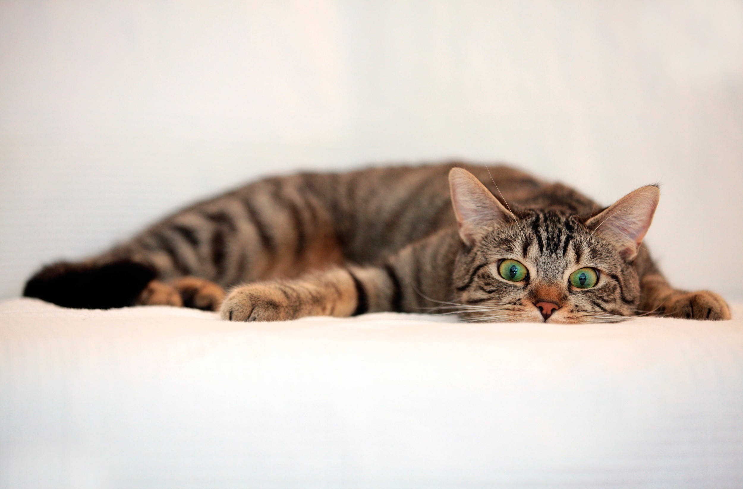 tabby cat, green eyes, white surface, Full HD Desktop Wallpaper