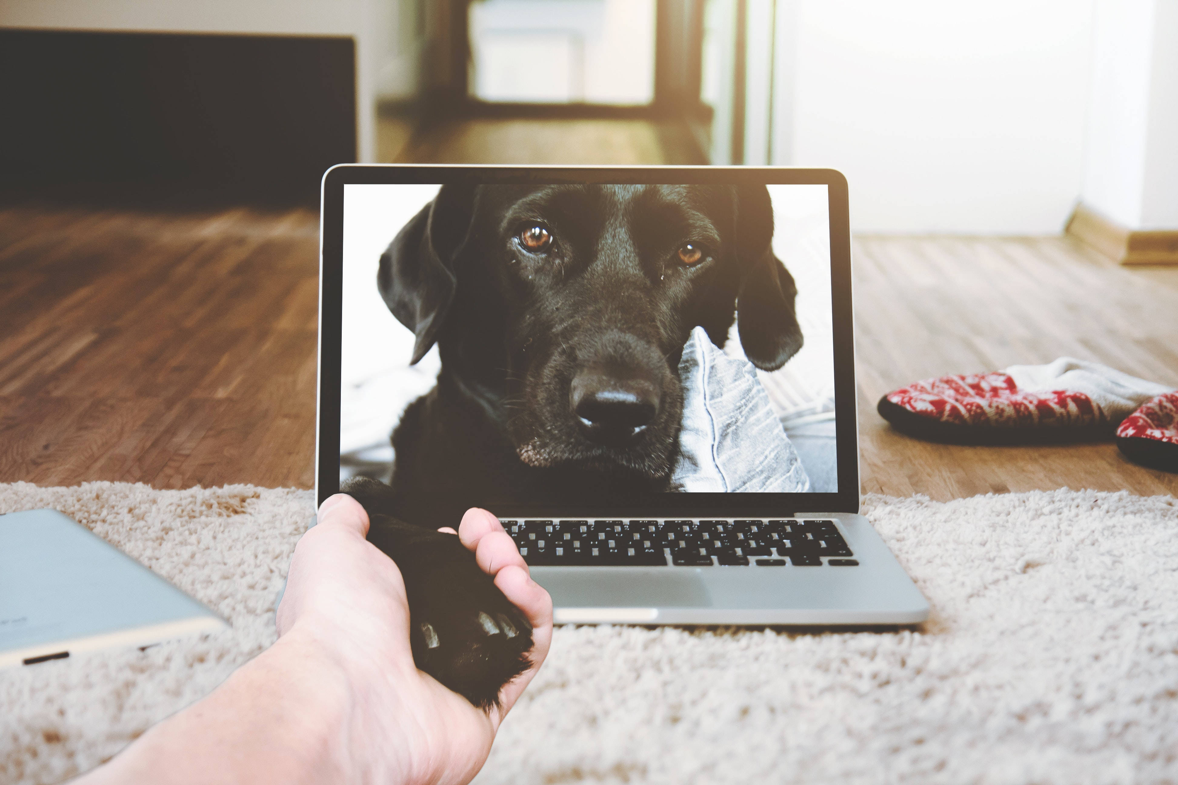 laptop, dog, black dog, 4K Desktop Wallpaper