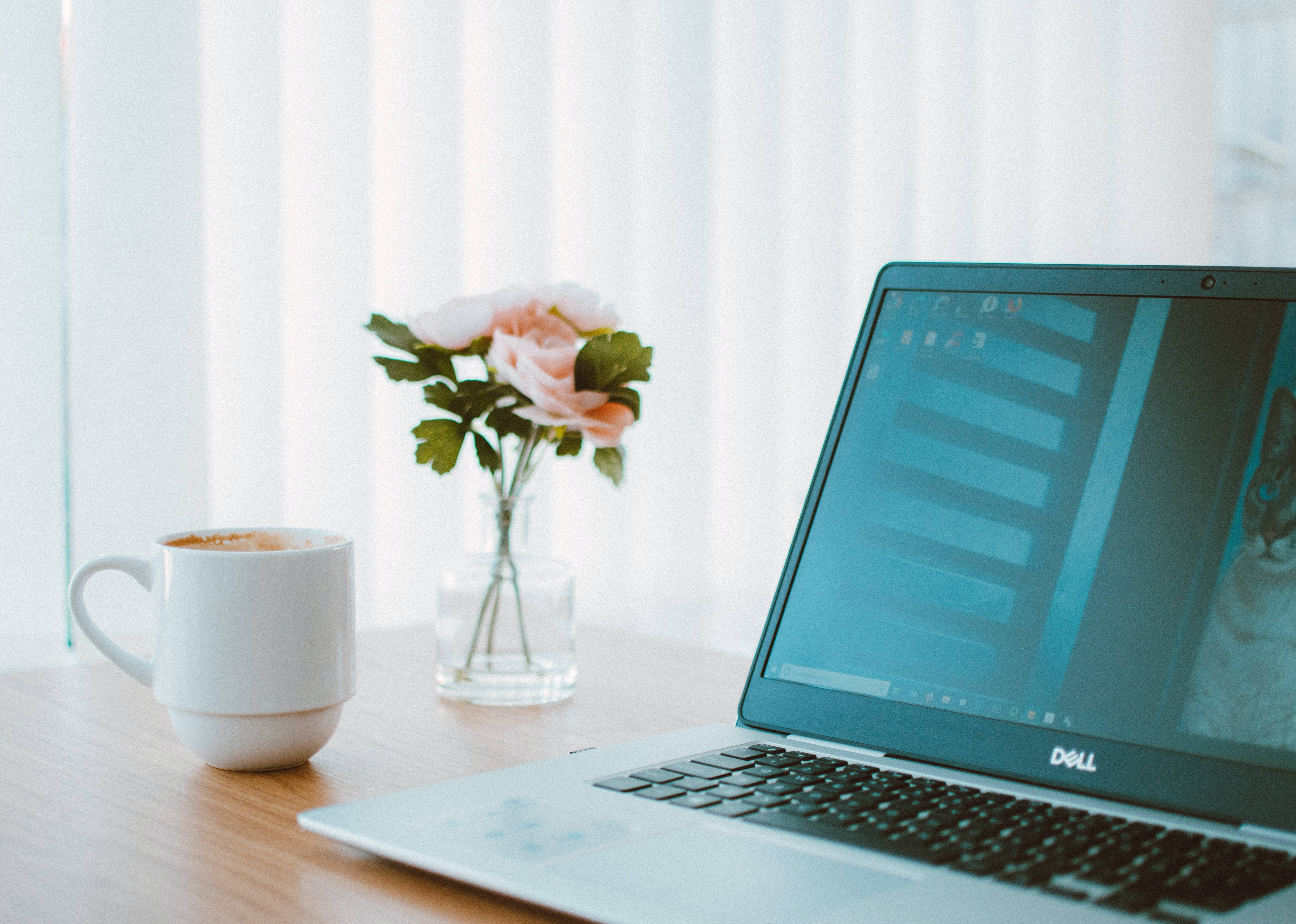 cat photo, coffee mug, pink roses, 5K Desktop Wallpaper