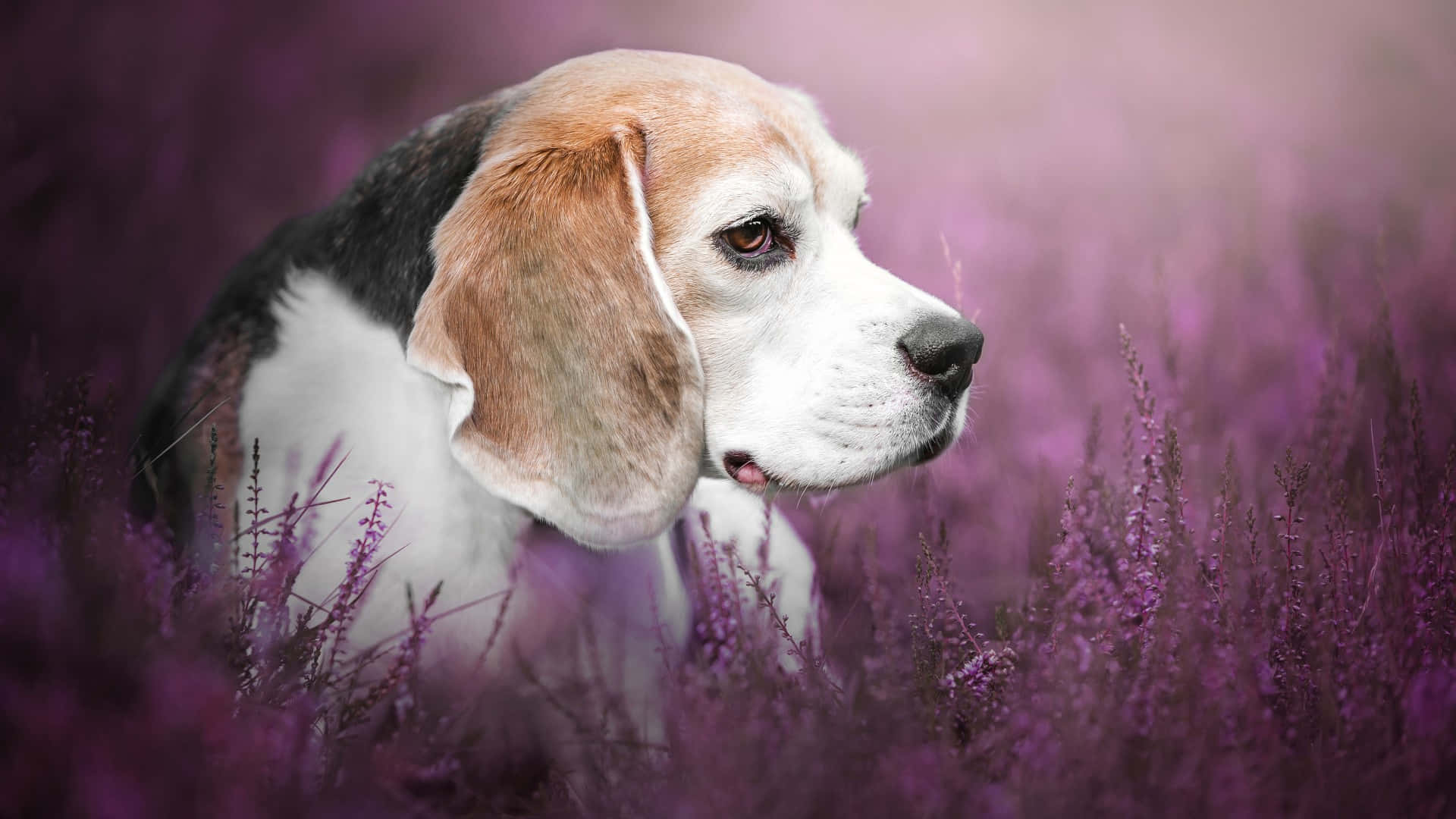 beagle, lavender field, vibrant purple flowers, Full HD Desktop Wallpaper