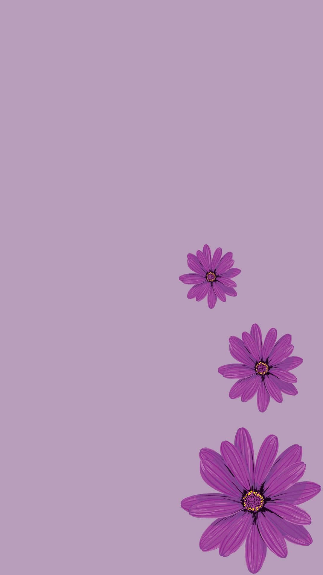 lavender daisy gradient background, purple daisies, yellow centers, Full HD Phone Wallpaper