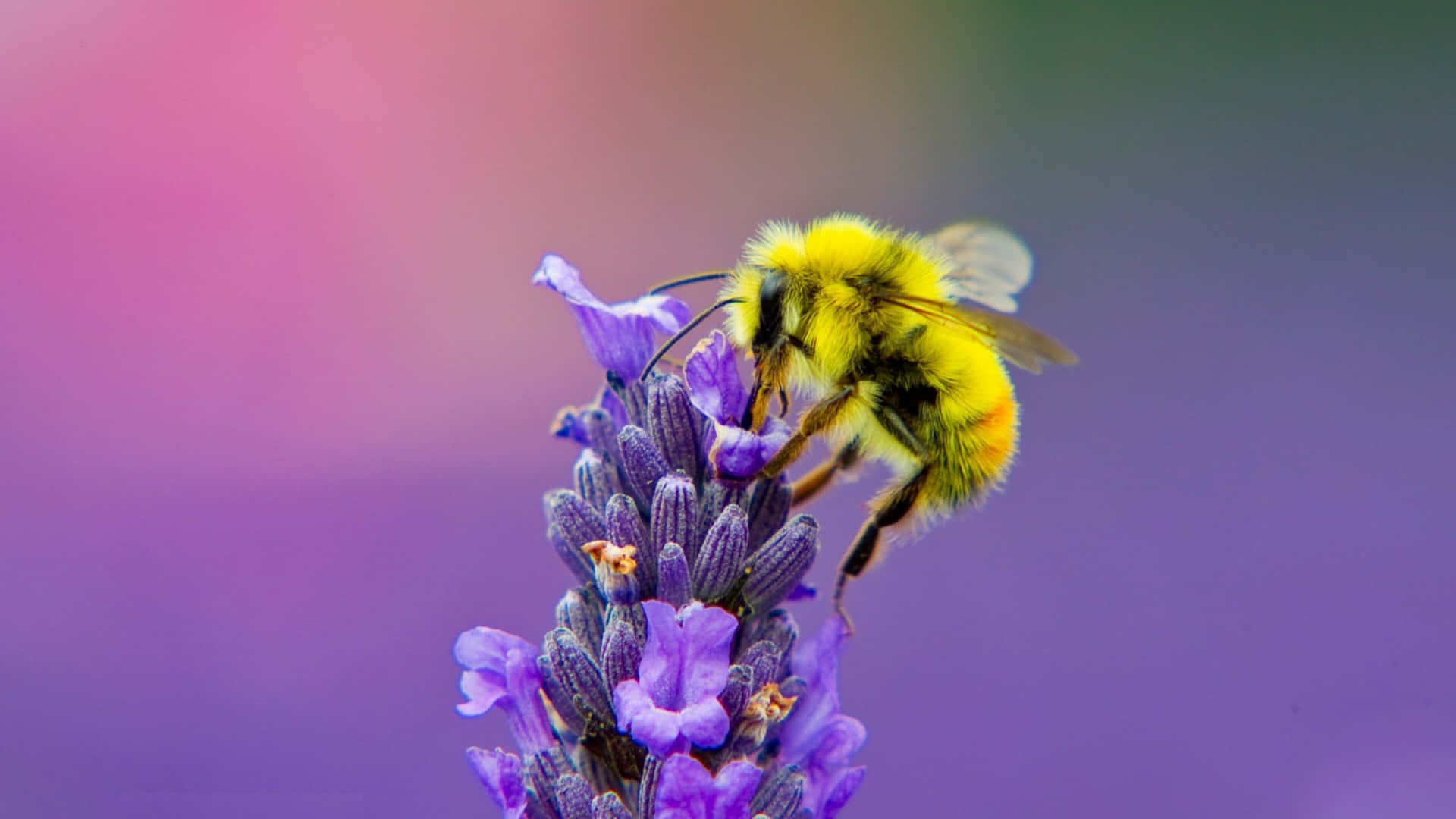 Bumblebeeon, lavender blossom, purple lavender, Full HD Desktop Wallpaper