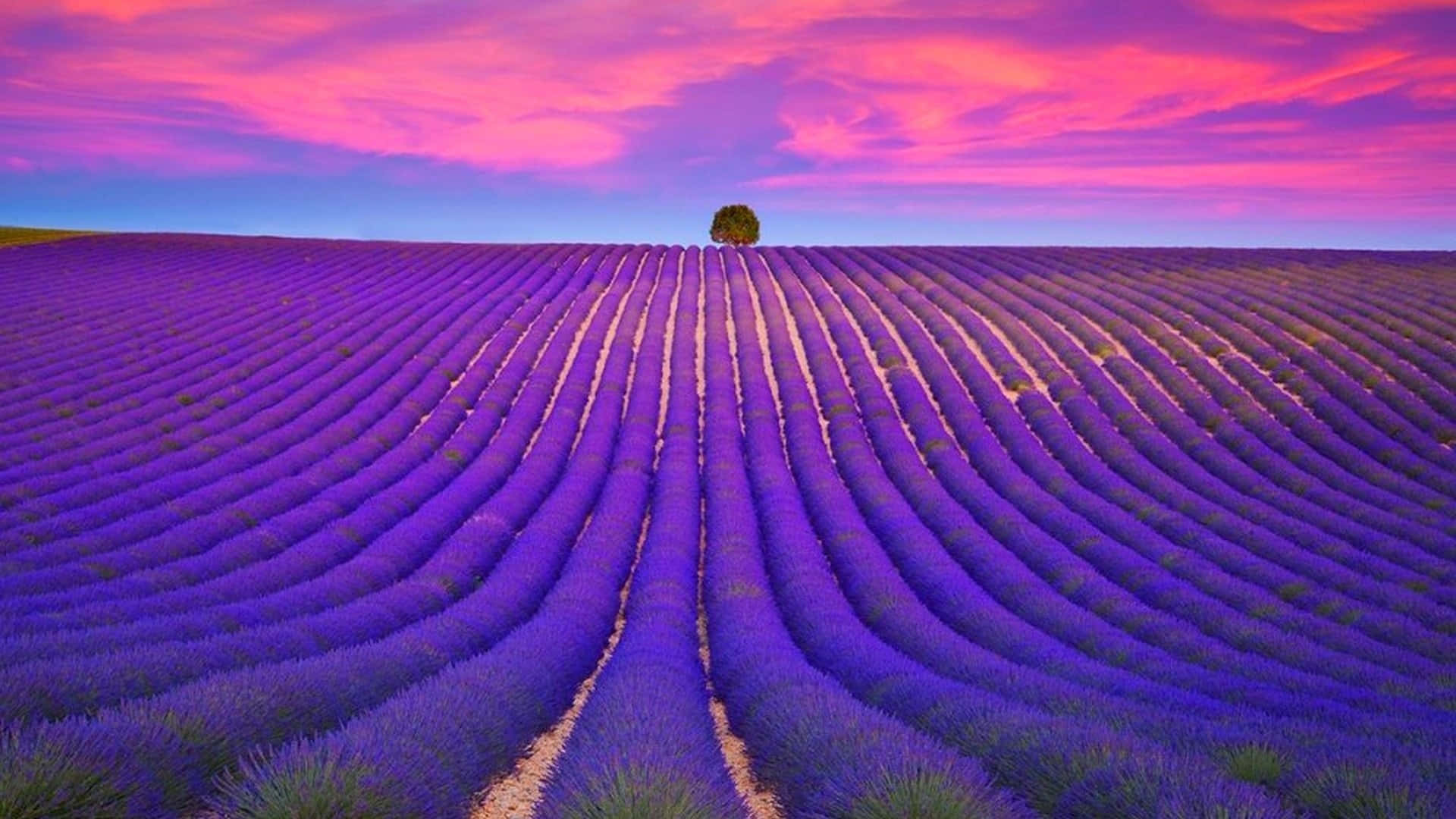 lavender fields, sunset, pink and blue sky, Full HD Desktop Wallpaper