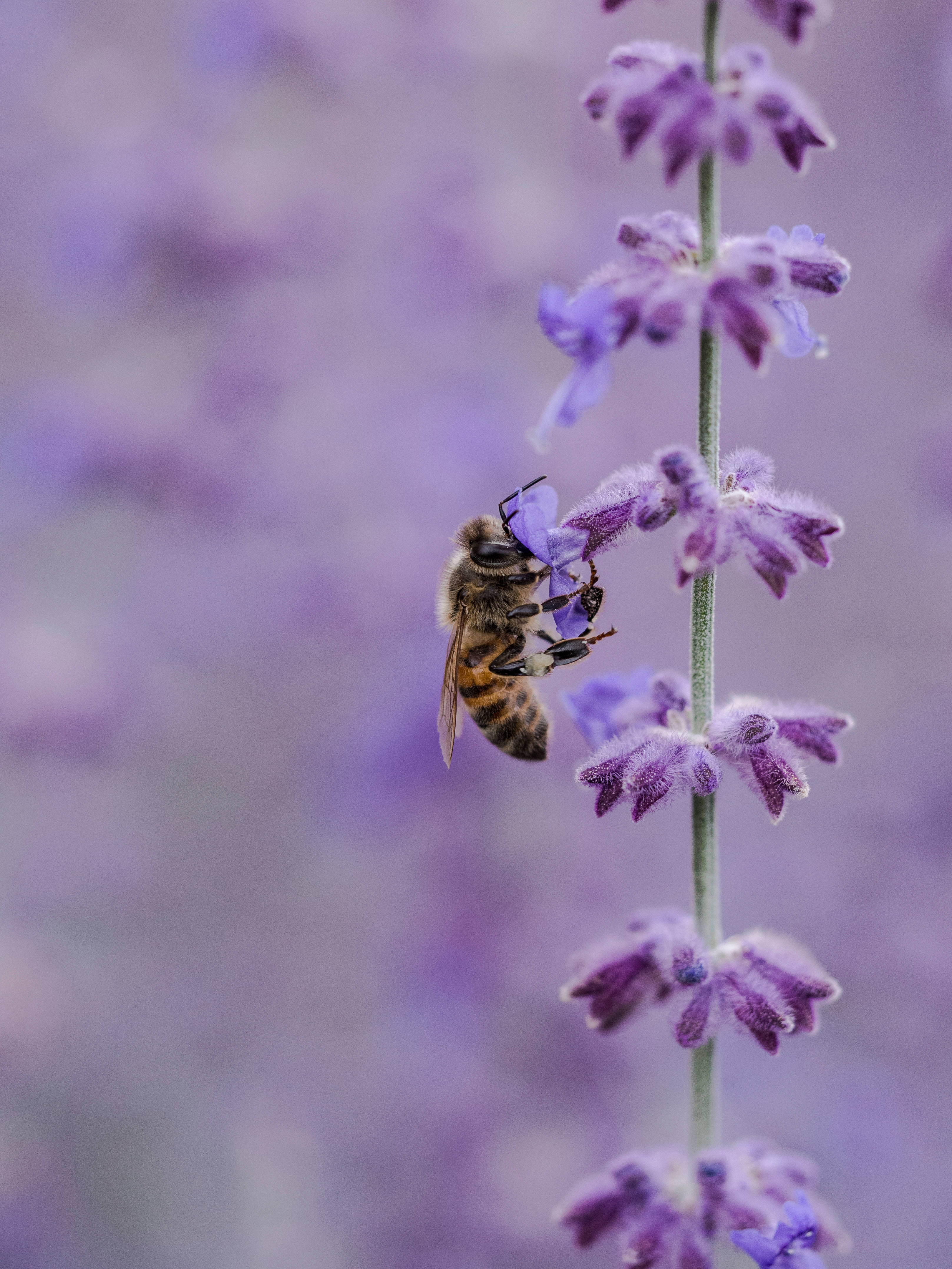 honeybee, vibrant purple lavender flower, softly blurred floral backdrop, 4K Phone Wallpaper