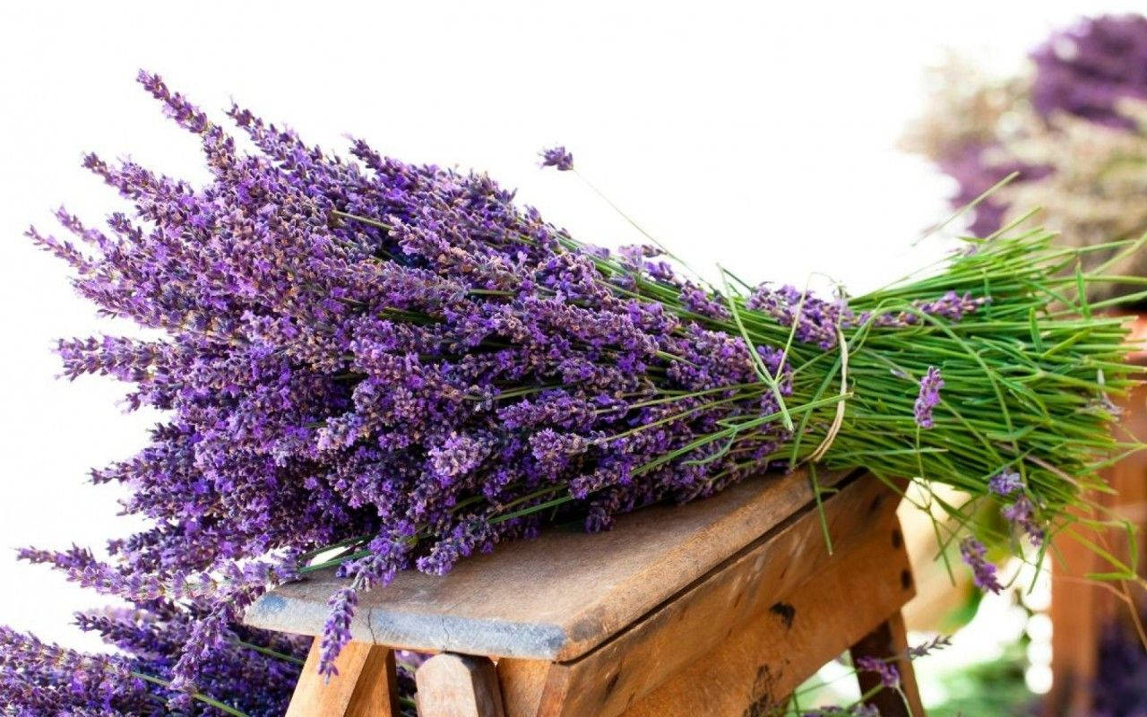 lavender bouquet, fresh lavender, green stems, HD Desktop Wallpaper