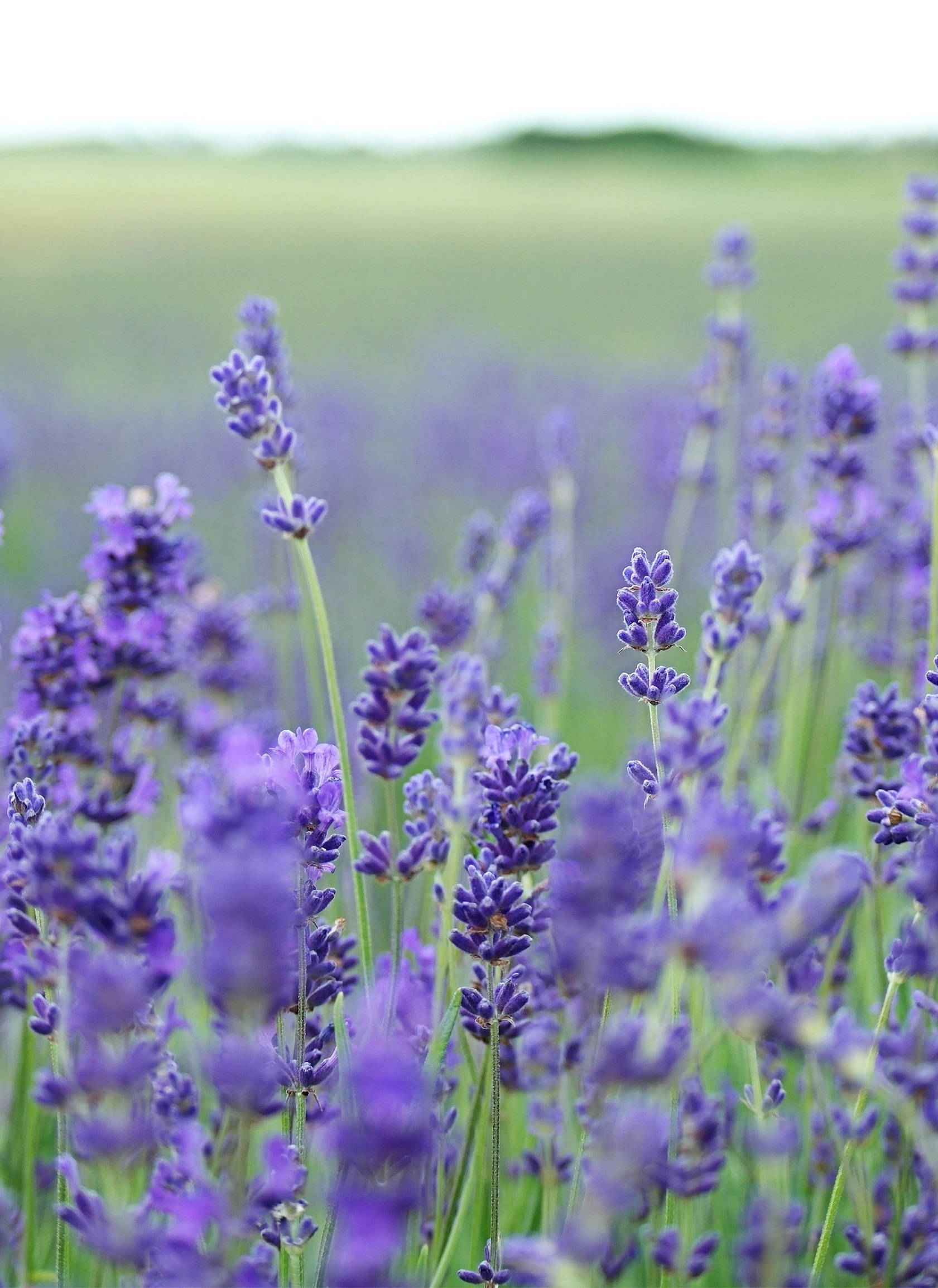 purple lavender field, lavender blooms, soft daylight, Full HD Phone Wallpaper