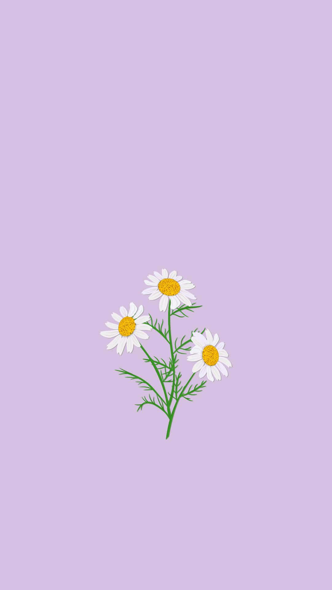 daisies, white petals, yellow centers, HD Phone Wallpaper
