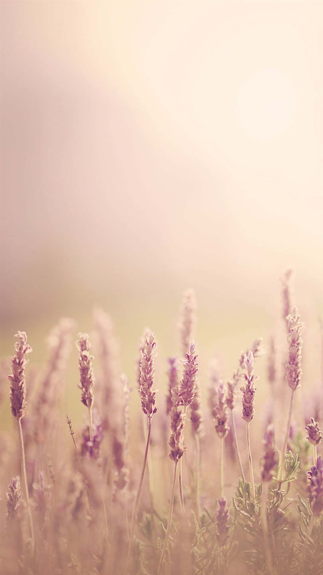 lavender field, sunrise glow, warm golden sunlight, Full HD Phone Wallpaper