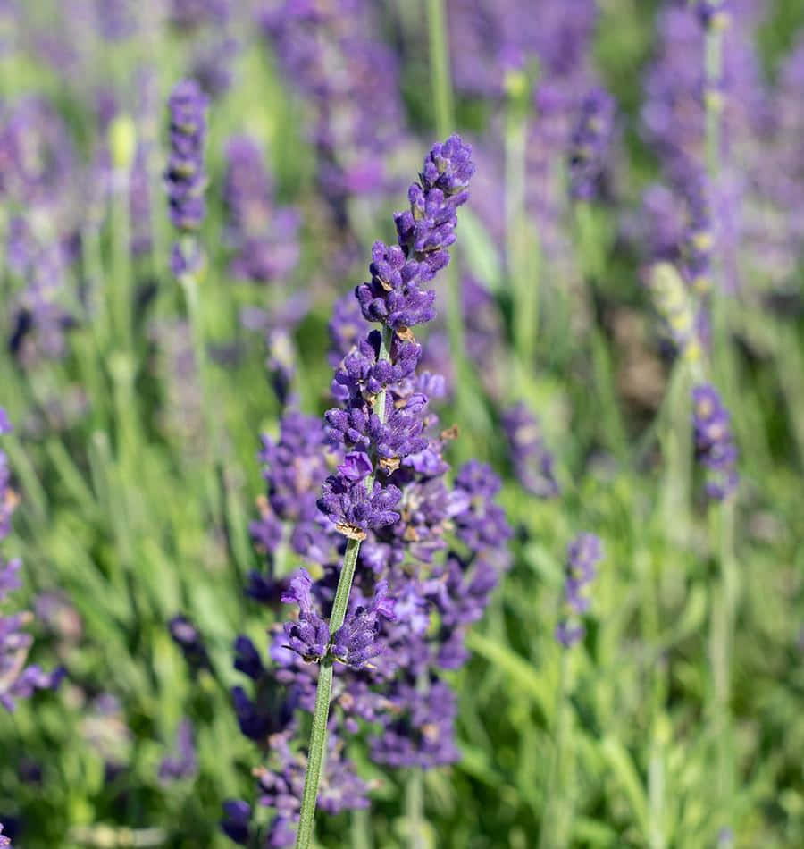 lavender blue, vibrant purple lavender flower spike, sunlit field, SD Phone Wallpaper