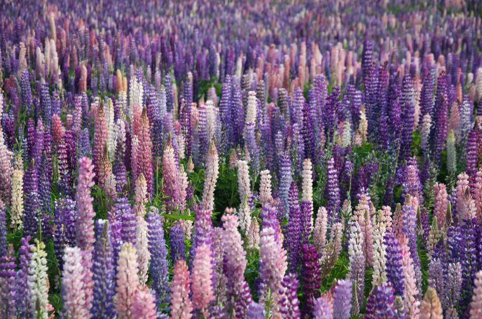 lavender aesthetic stems, purple pink and white lupine flowers, soft daylight, SD Desktop Wallpaper