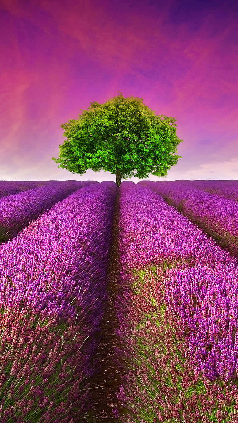 lavender fields, vibrant green tree, endless rows of blooming purple lavender, HD Phone Wallpaper