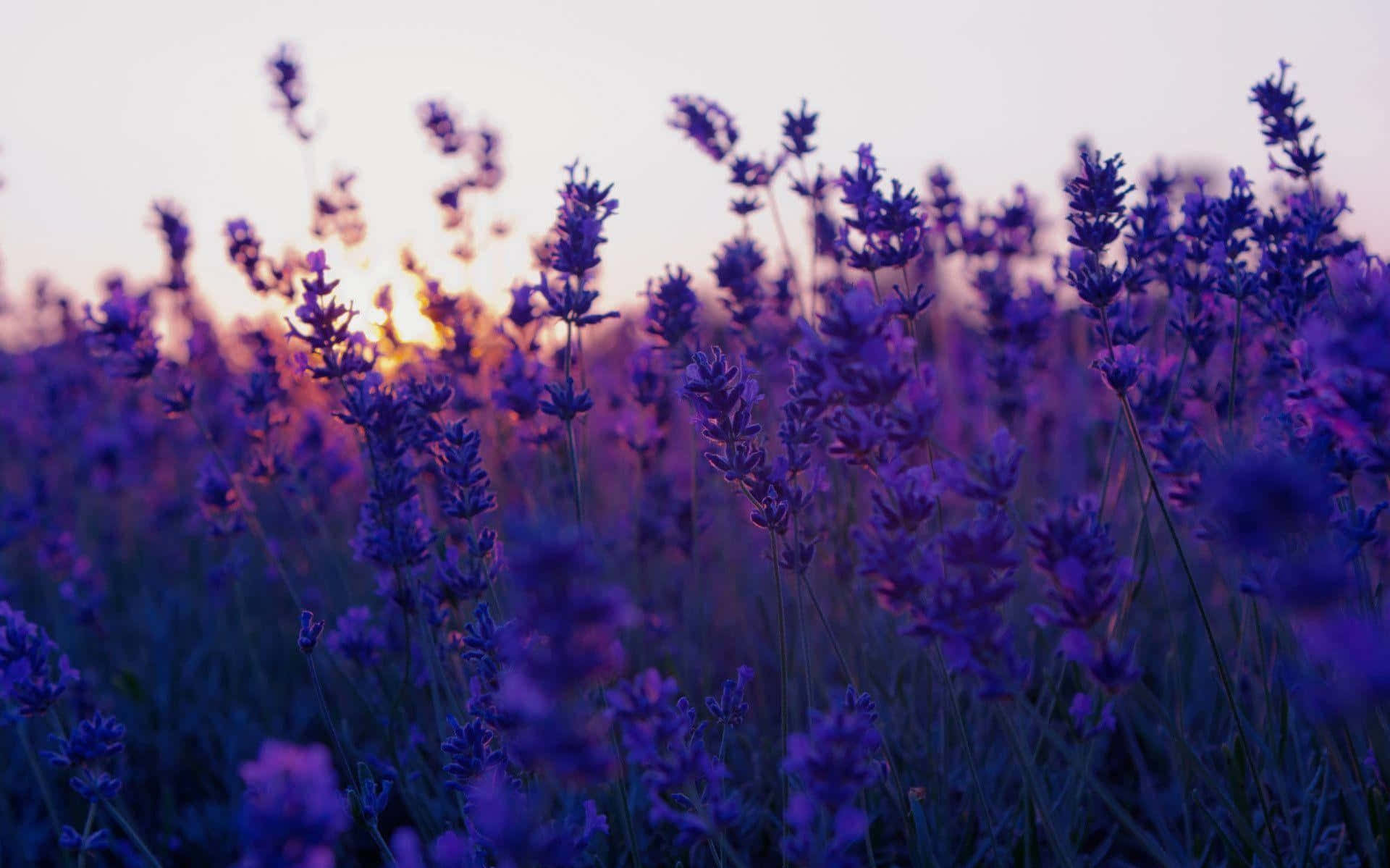 lavender field, sunset glow, twilight hues, Full HD Desktop Wallpaper