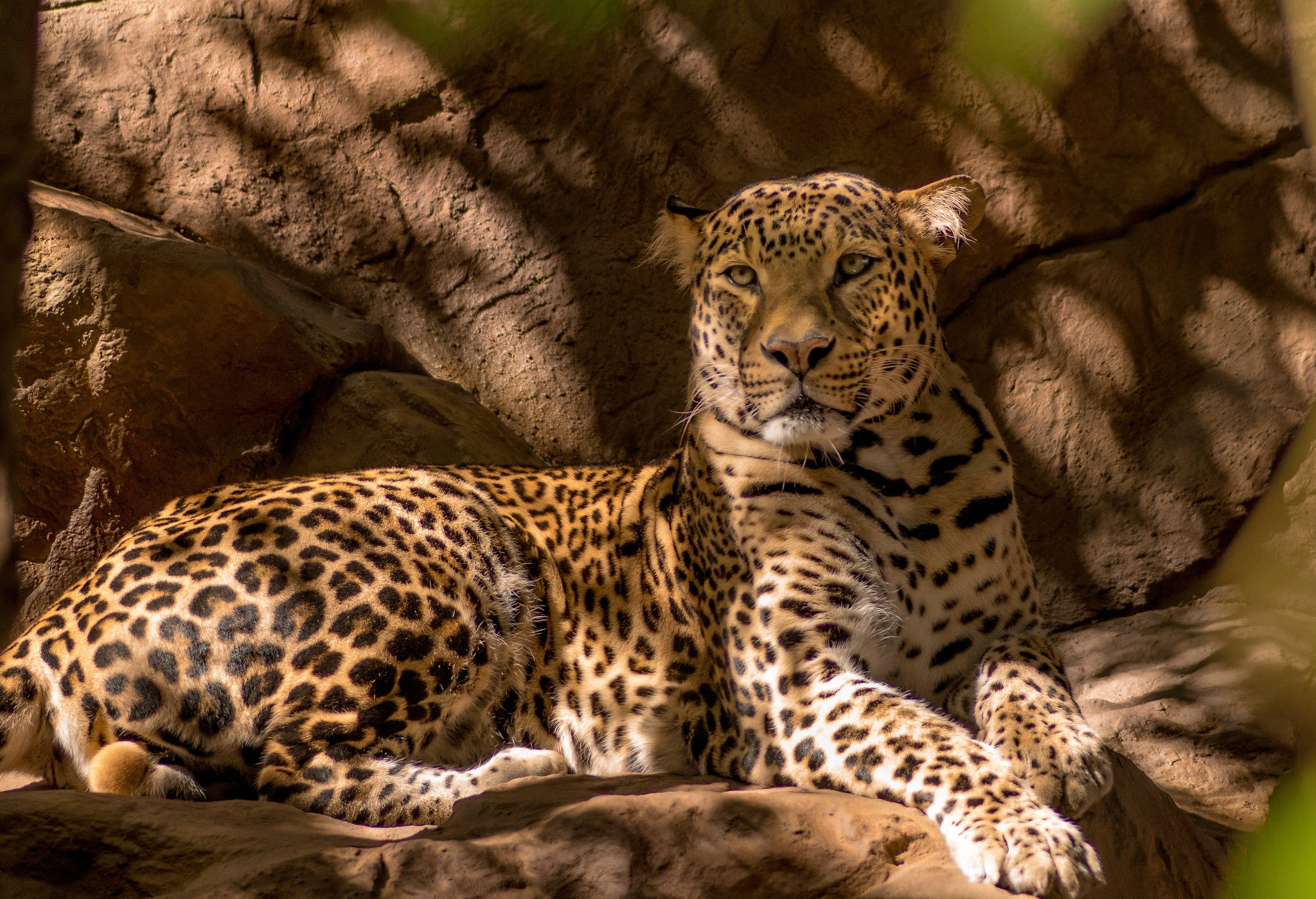 leopard, dappled sunlight, rocky terrain, Full HD Desktop Wallpaper