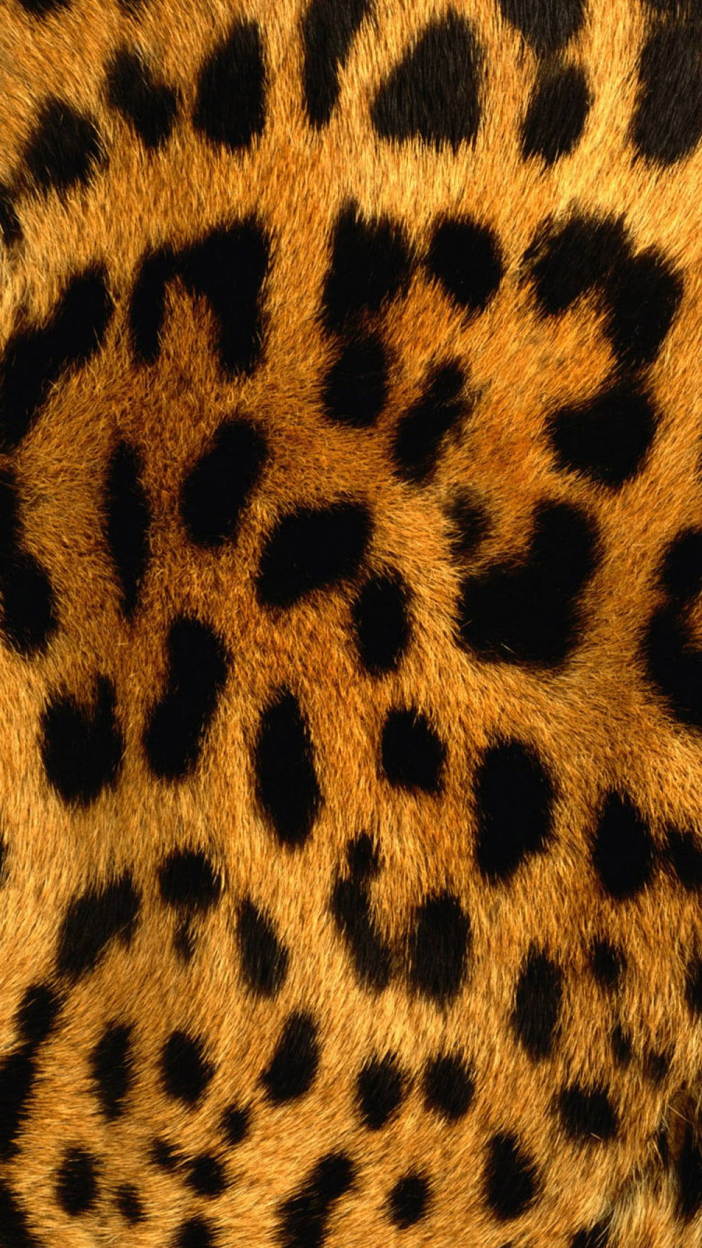 black cute leopard print spots, rich golden leopard fur, bold black rosettes, HD Phone Wallpaper