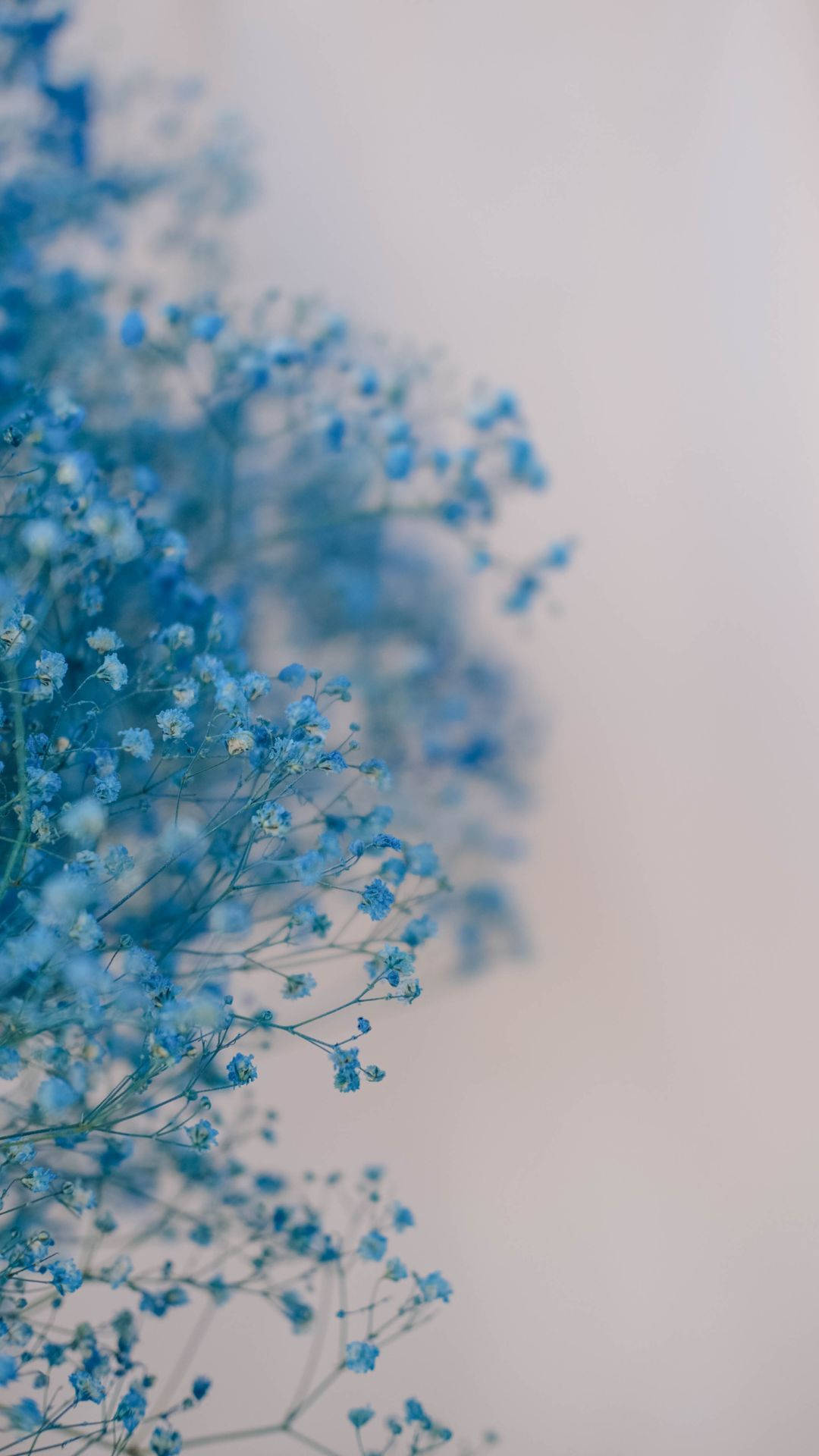 cute light blue, baby's breath flowers, pale gradient background, Full HD Phone Wallpaper