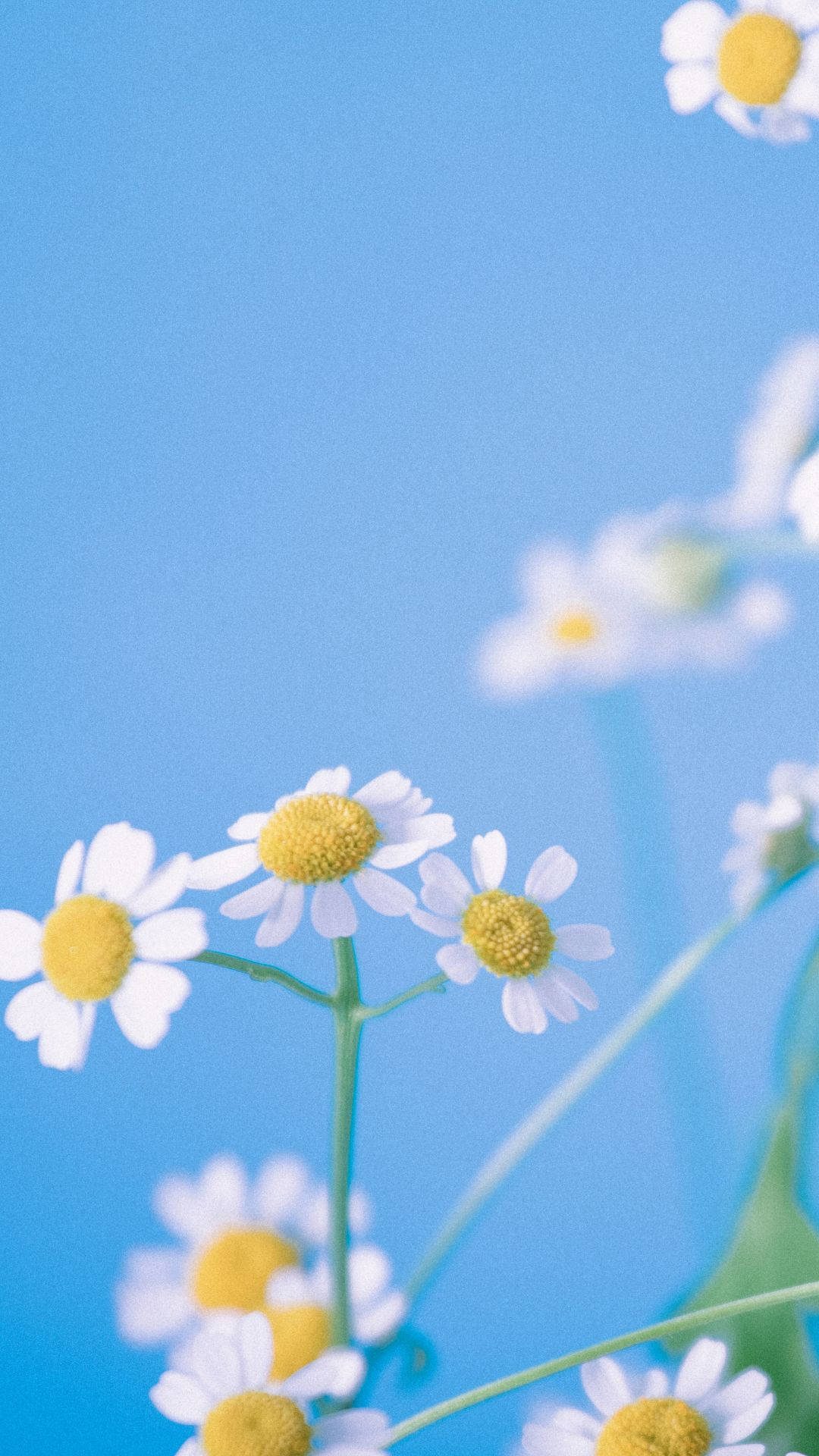 light blue, teddy bear, white daisies, Full HD Phone Wallpaper