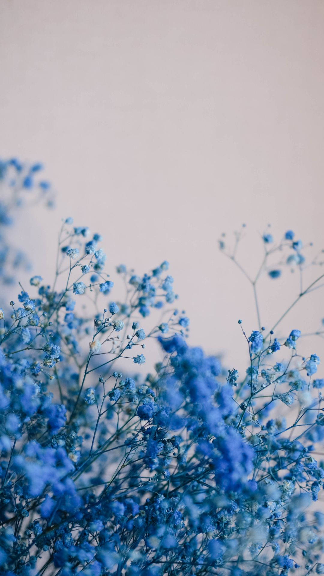 light blue, baby's breath flowers, pale pastel background, Full HD Phone Wallpaper