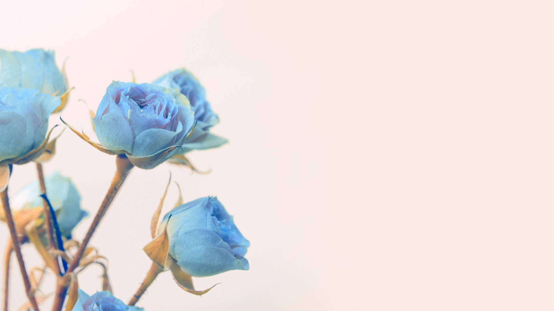 Cute Light Blue, teddy bear, soft blue roses, Full HD Desktop Wallpaper