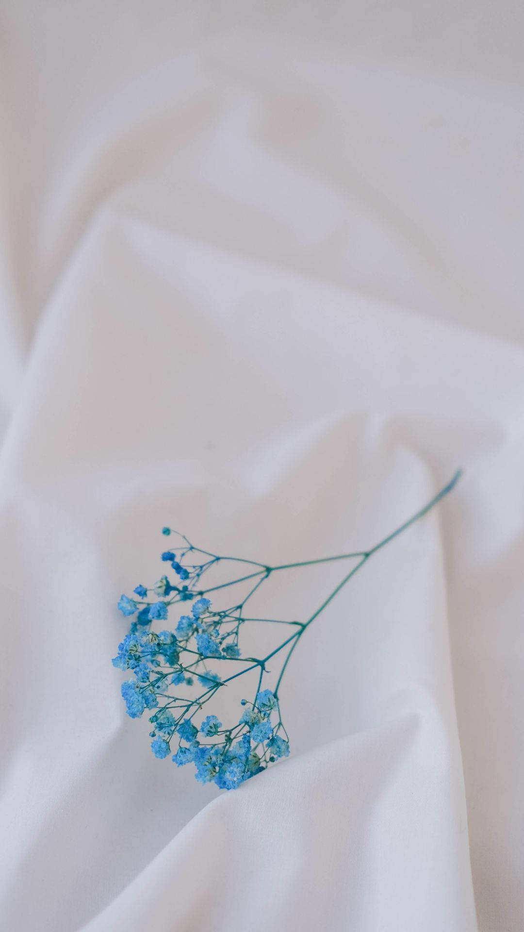 Cute Light Blue, light blue, tiny blue flowers, Full HD Phone Wallpaper