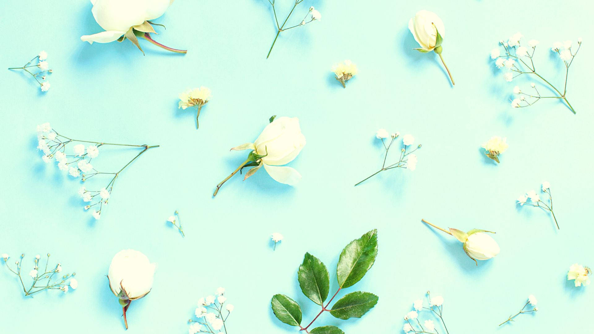 light blue, mint blue, white flowers, Full HD Desktop Wallpaper