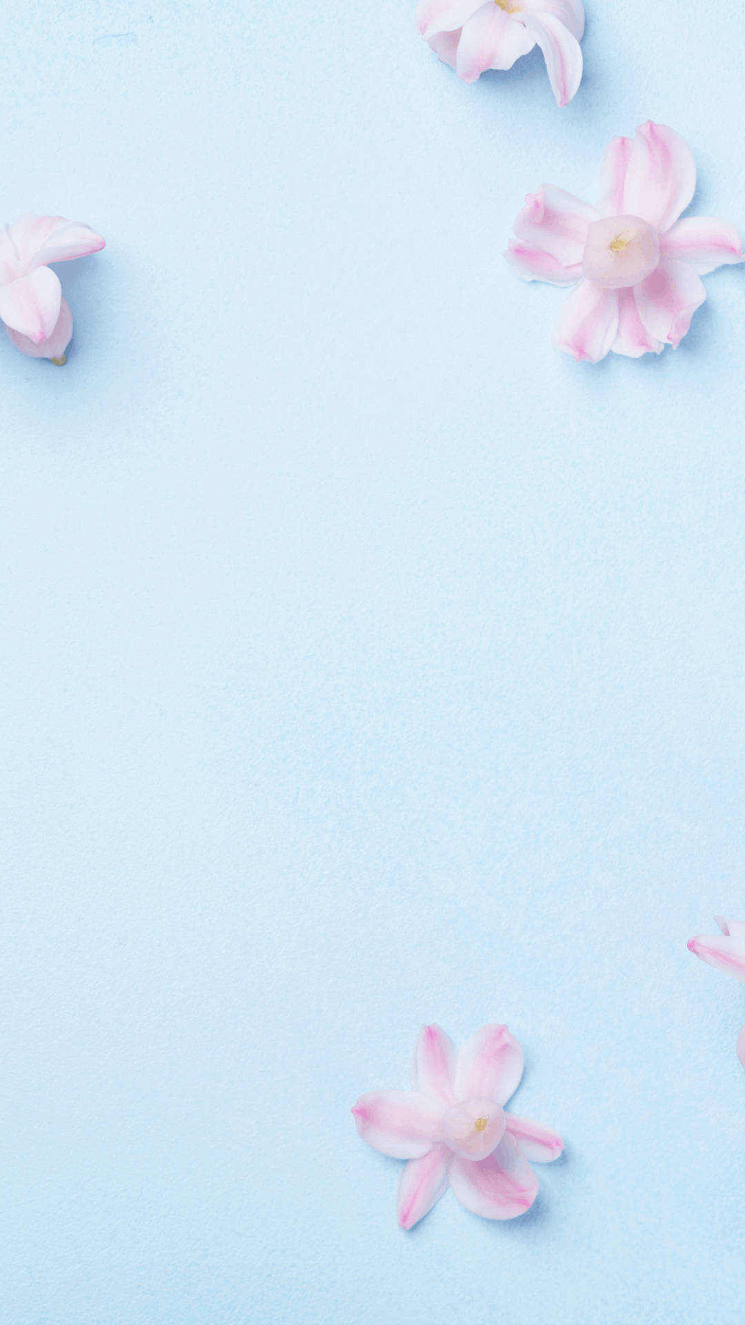 pale blue, soft pink cherry blossoms, white circles, Full HD Phone Wallpaper