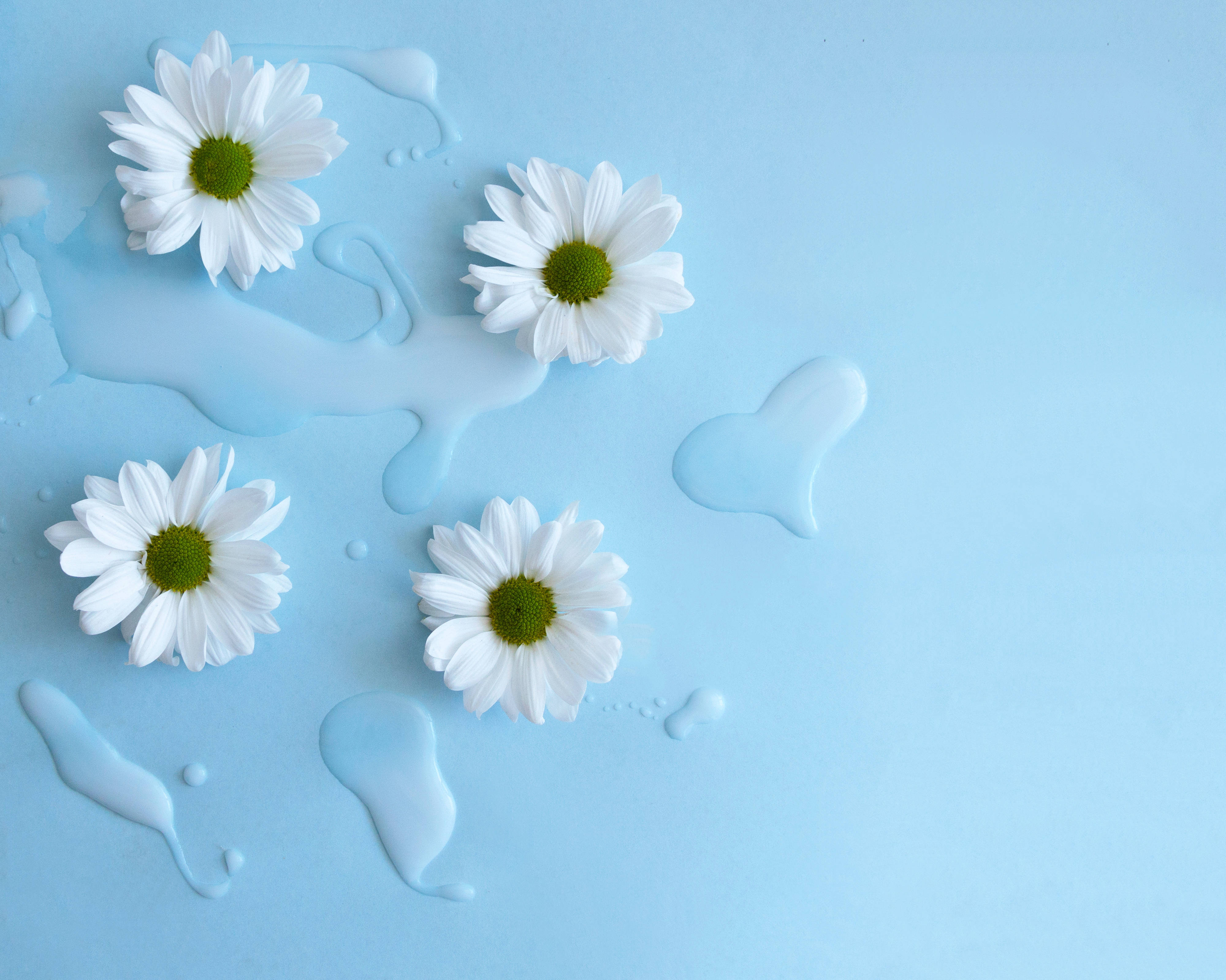 white daisies, green centers, glossy blue liquid droplets, 4K Desktop Wallpaper