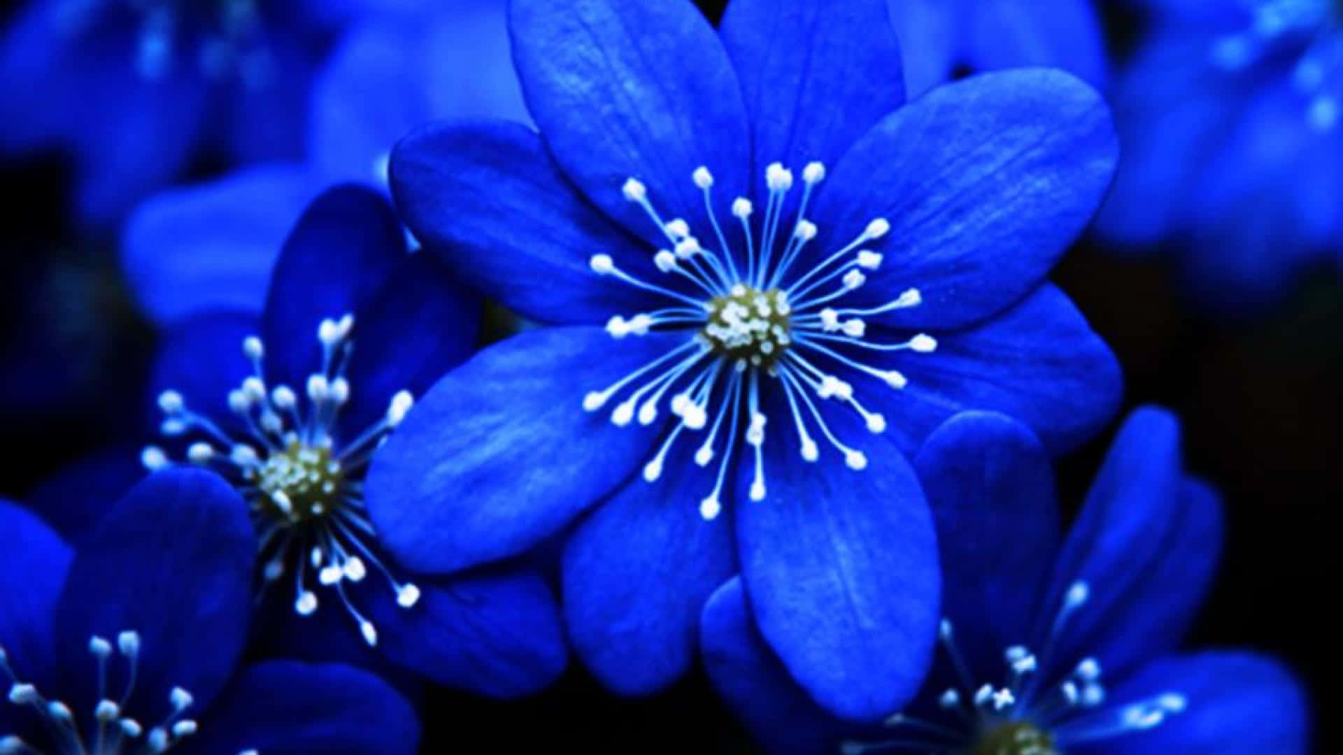 blue flowers, white stamens, dark blurred background, Full HD Desktop Wallpaper