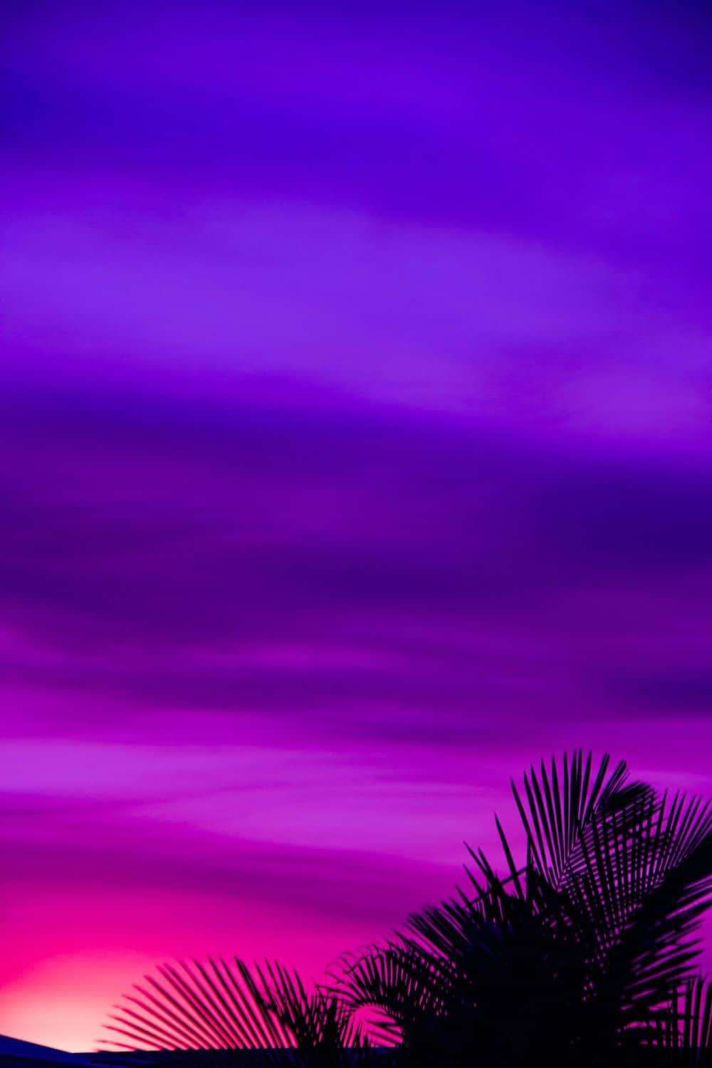 purple and pink sunset, palm trees, twilight sky, HD Phone Wallpaper