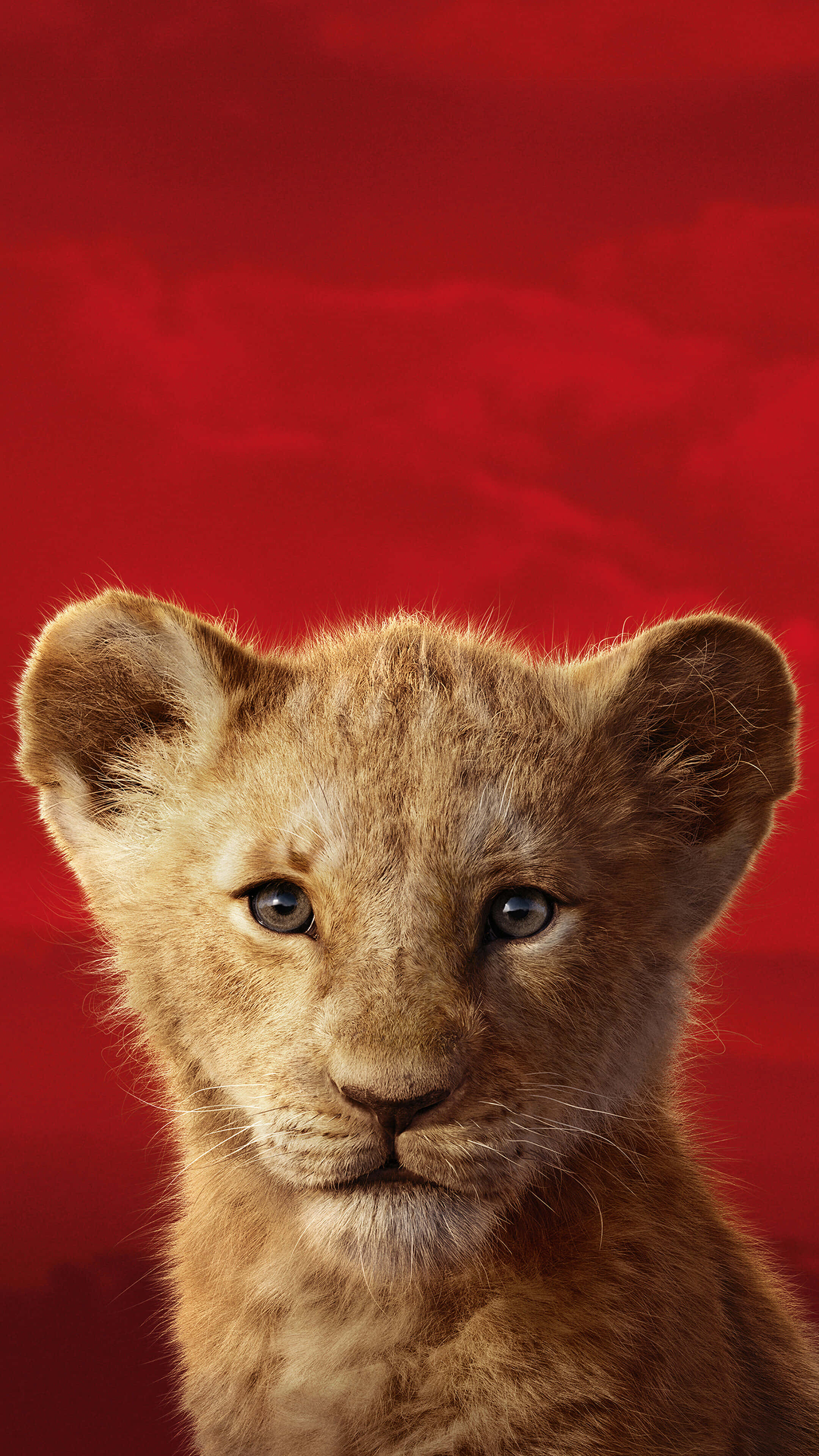 Cute Lion King, lion cub, vivid red sky, 4K Phone Wallpaper