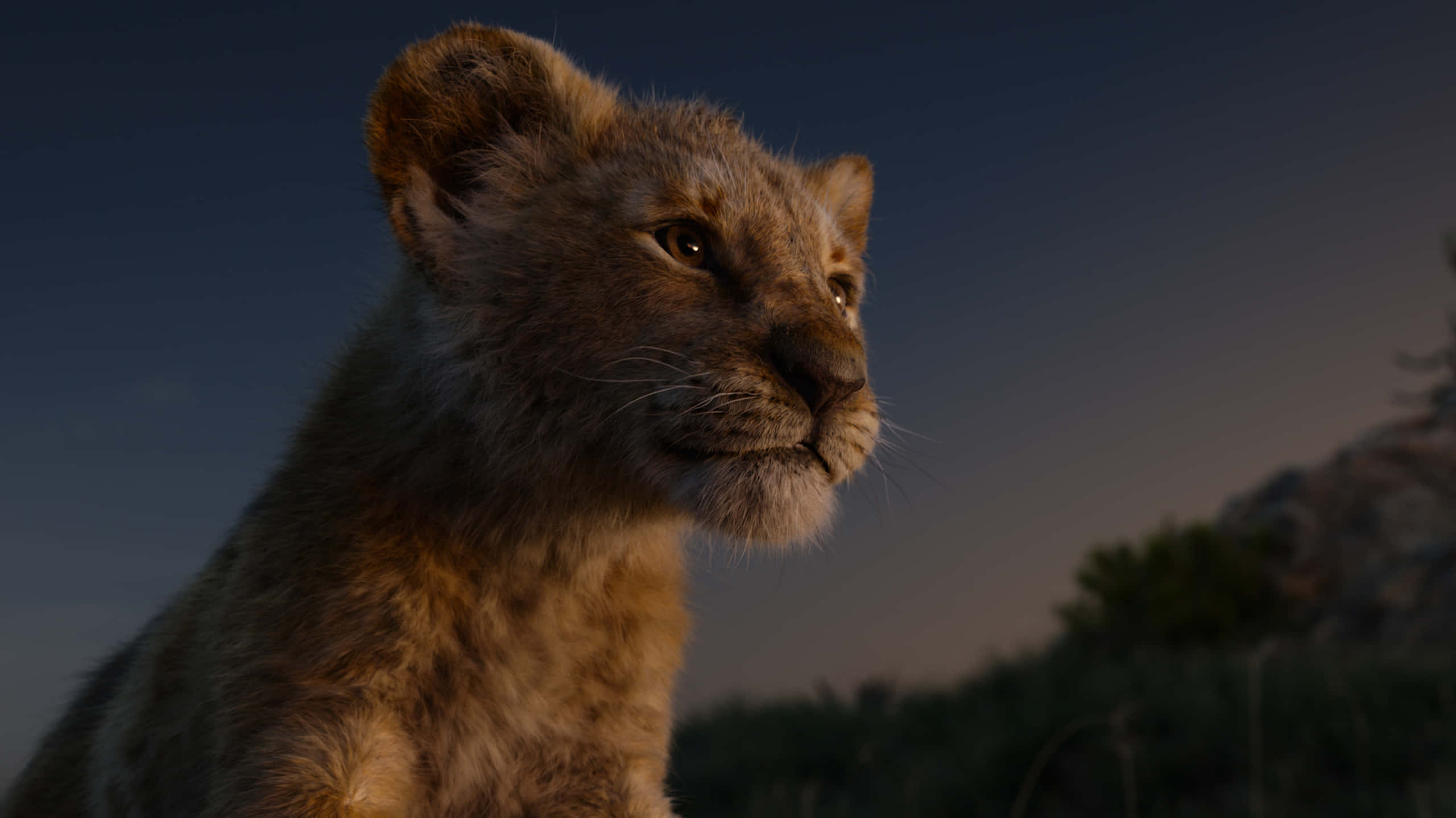 Cute Lion King, 2019 Simba Cub, twilight sky, 2K Desktop Wallpaper