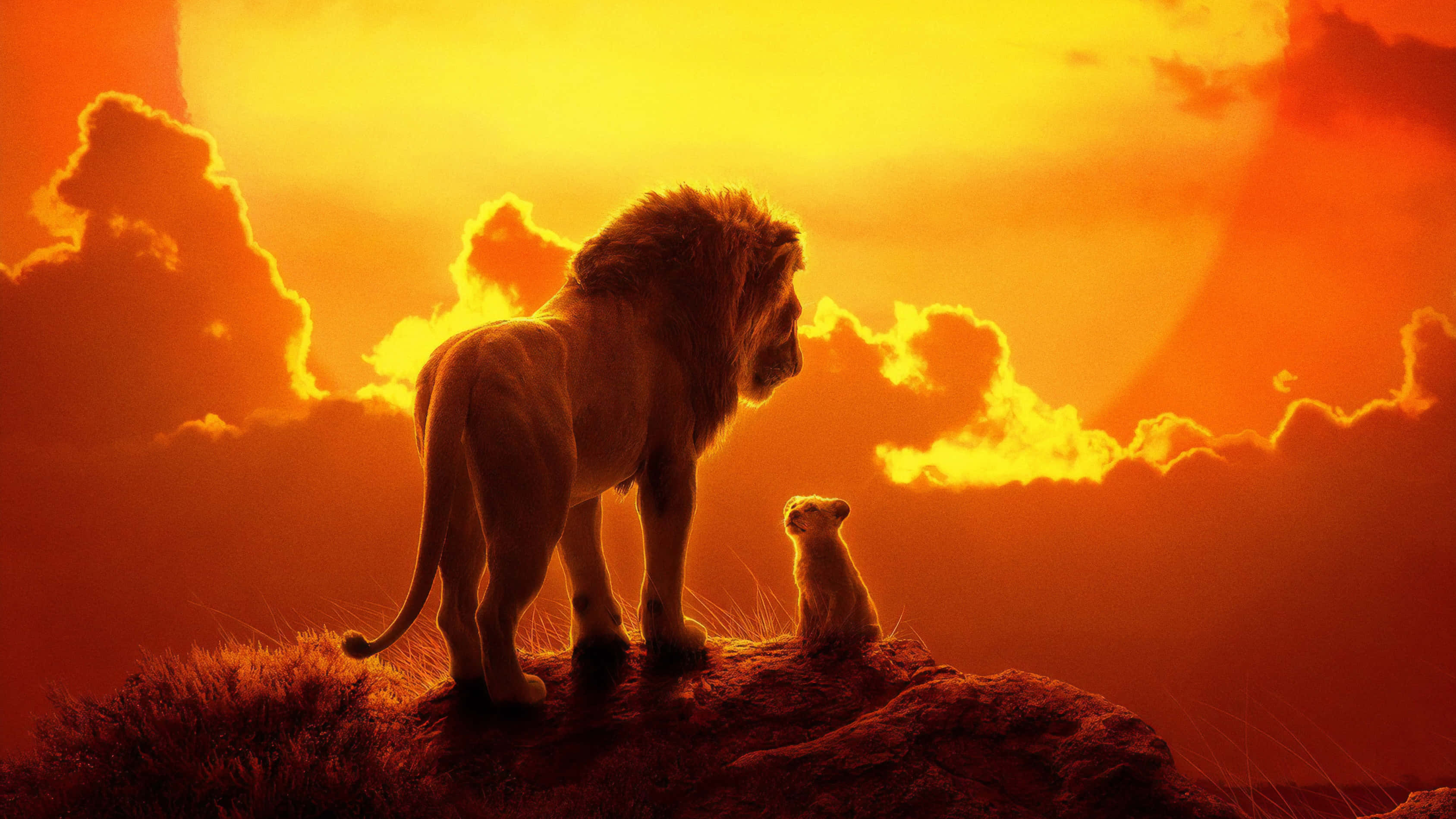 Cute Lion King, lion, cub, 2K Desktop Wallpaper