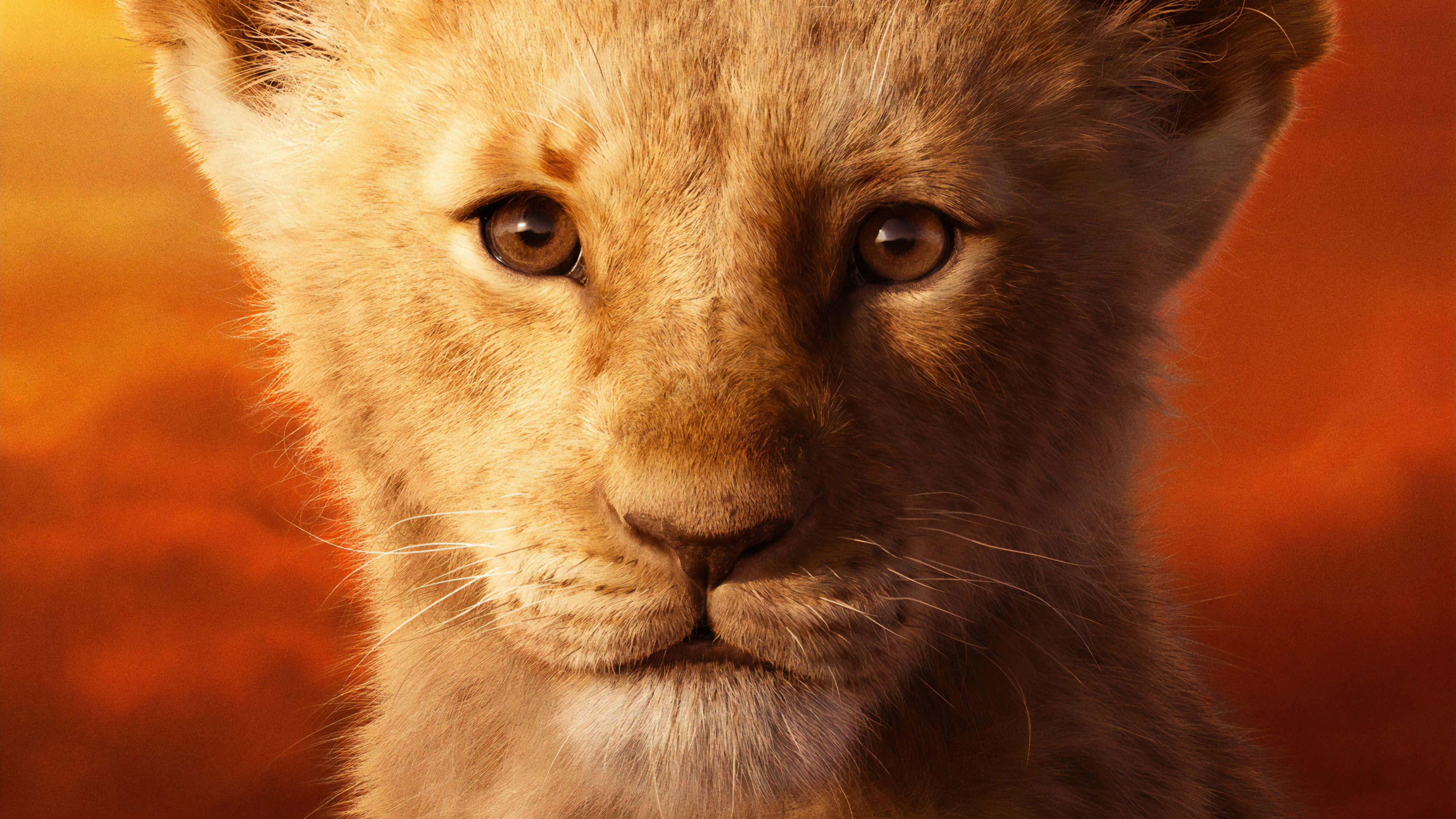 Cute Lion King, The Lion King, lion cub, 4K Desktop Wallpaper