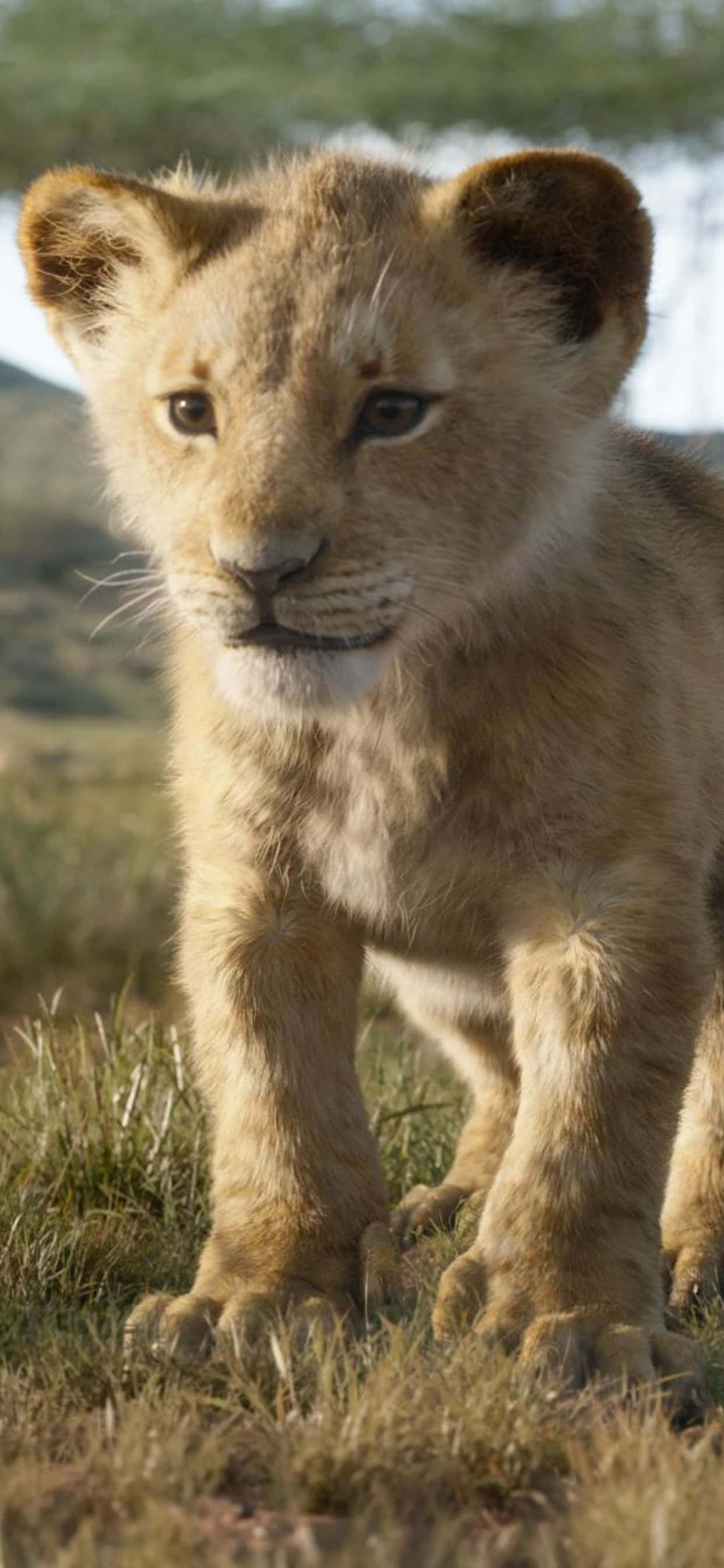 Cute Lion King, lion cub, golden grass, 2K Phone Wallpaper