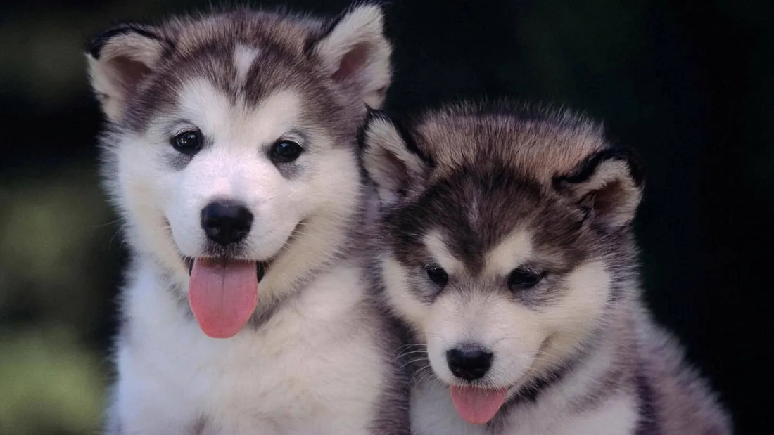 Cute Little Puppies