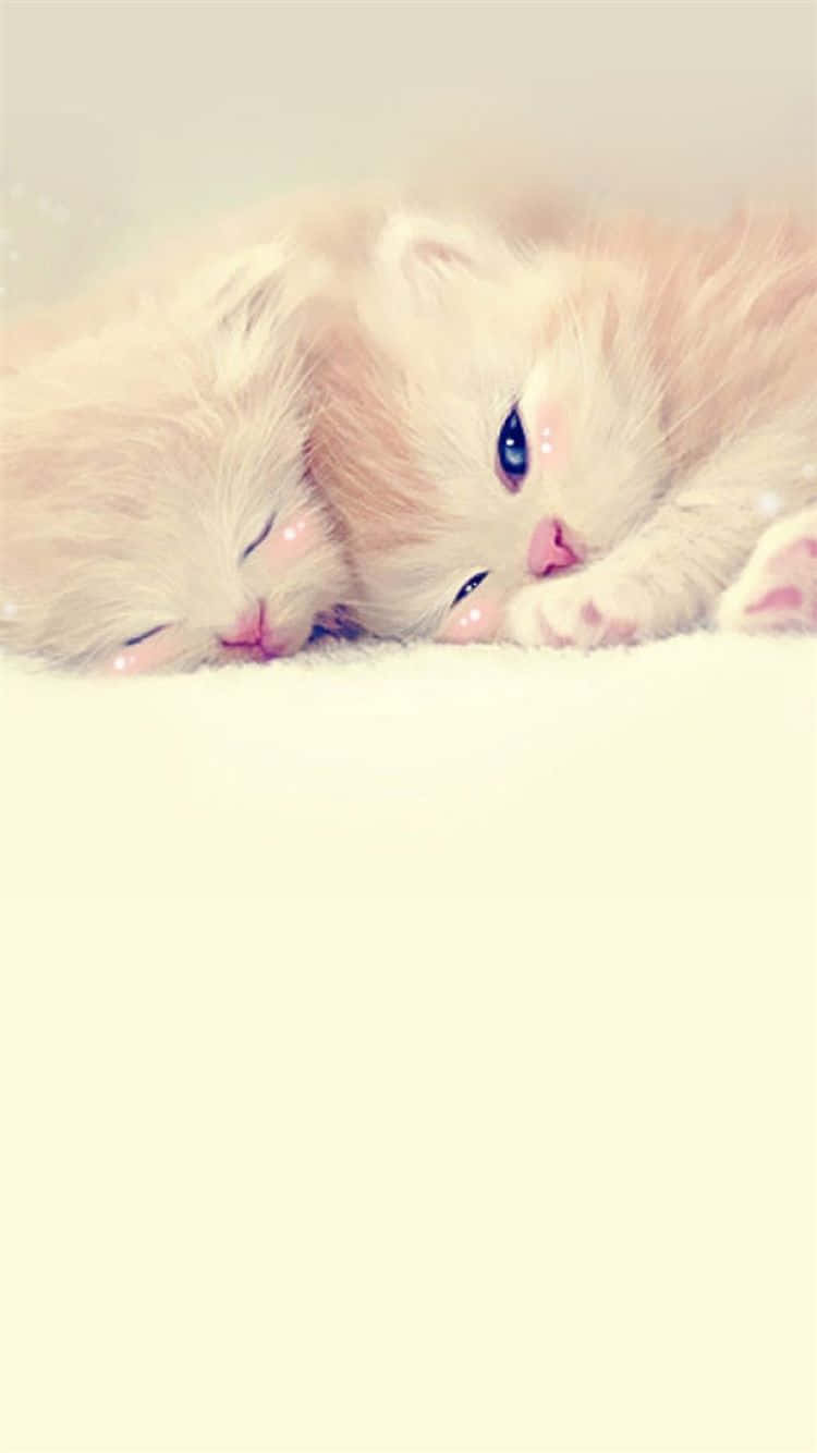 cute lock screen kittens, fluffy cream kittens, blue eyes, HD Phone Wallpaper