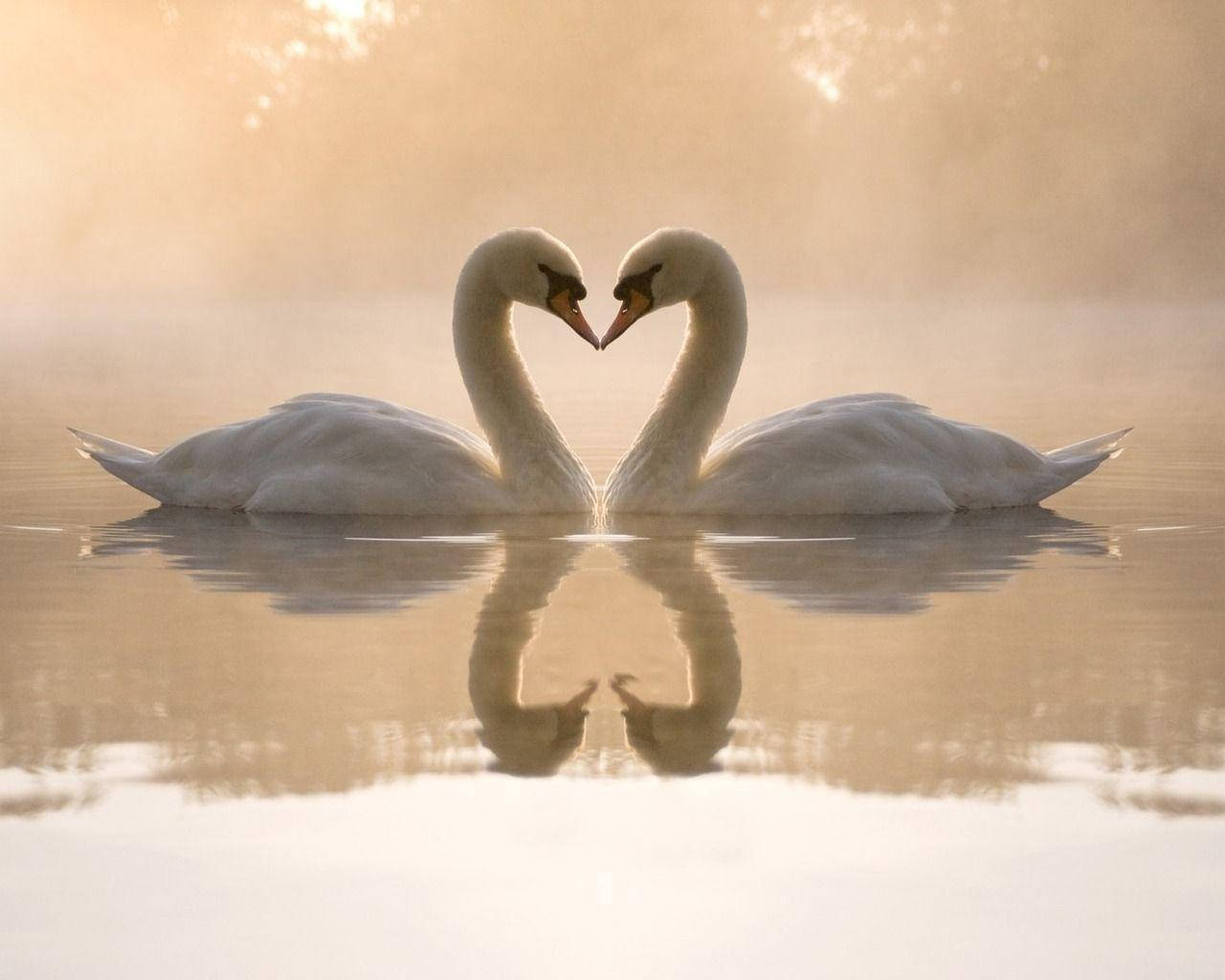 Cute Love, geese, lake, HD Desktop Wallpaper