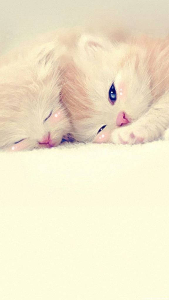 cute love, two kittens, fluffy cream kittens, SD Phone Wallpaper