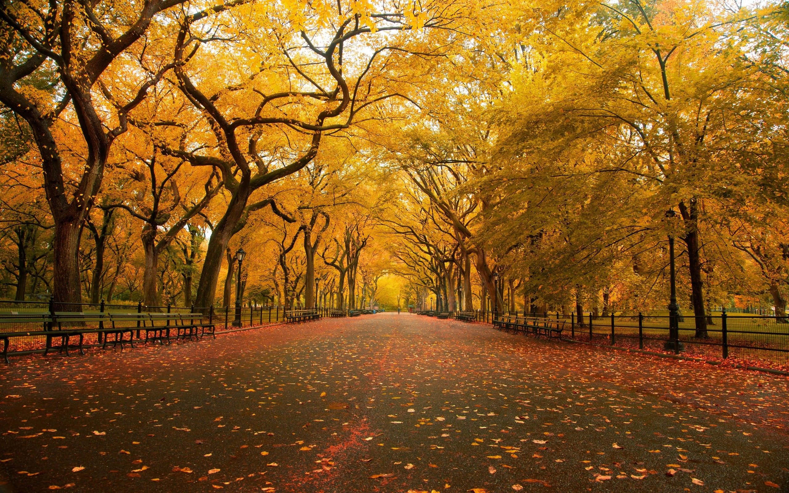 Cute Mac, 2560 x 1600, golden autumn trees, 2K Desktop Wallpaper