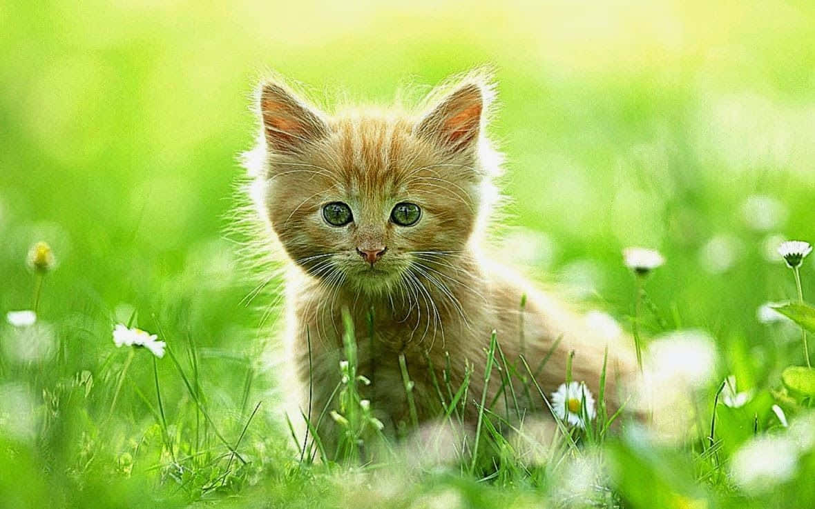 Cute Mac, fluffy ginger kitten, bright green eyes, SD Desktop Wallpaper