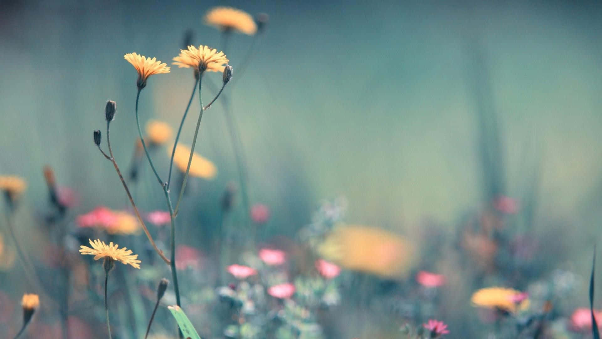 Cute Mac, yellow dandelions, soft blurred wildflowers, Full HD Desktop Wallpaper