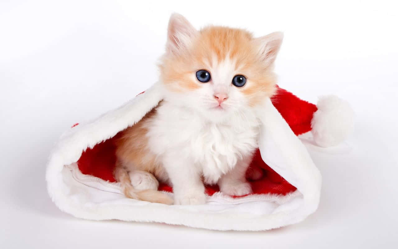 Cute Mac, fluffy orange and white kitten, big blue eyes, HD Desktop Wallpaper
