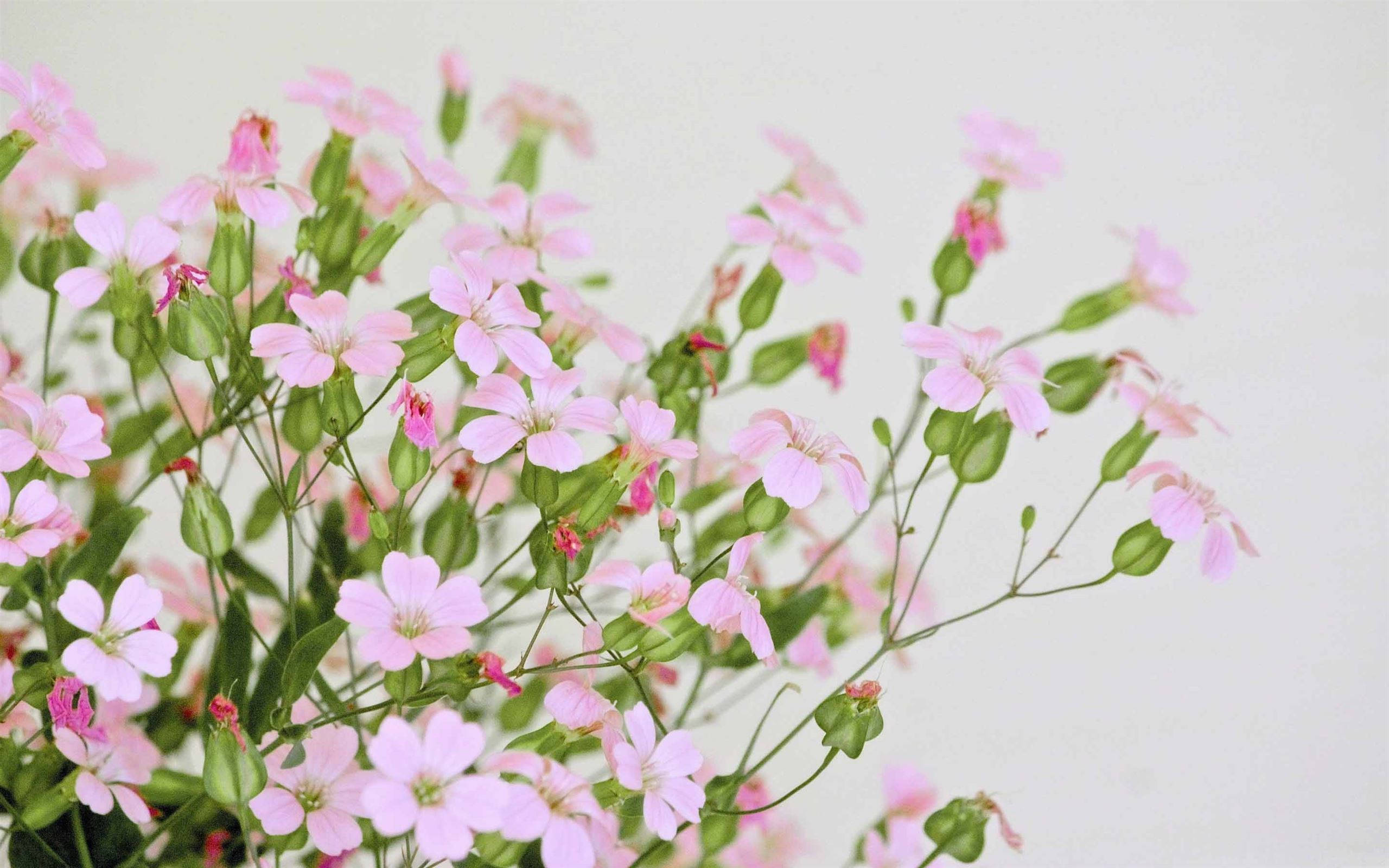 cute macbook pro, pink baby's breath flowers, green stems, 2K Desktop Wallpaper