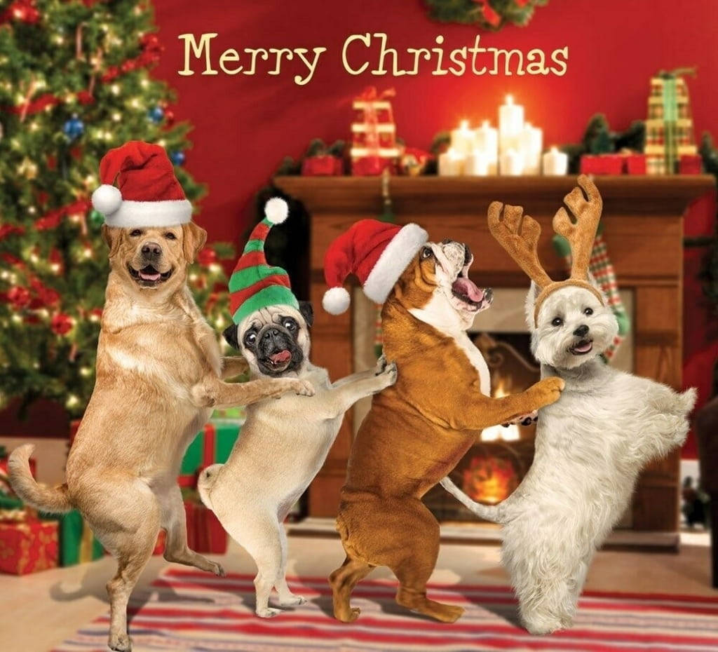 Cute Merry Christmas, holiday hats, Christmas tree, SD Desktop Wallpaper